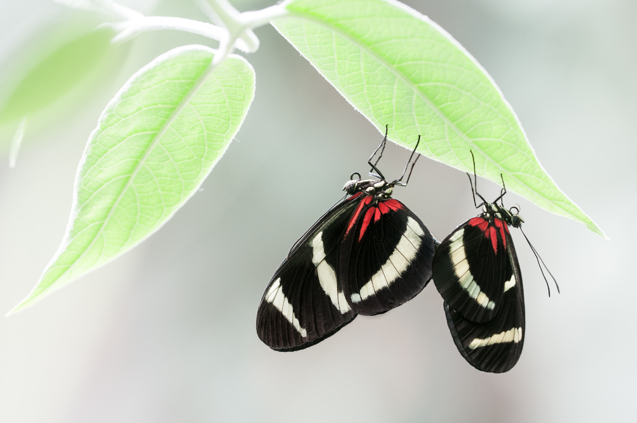 Sigma 150mm F2.8 EX DG OS Macro HSM sample photo. Heliconius hewitsoni photography