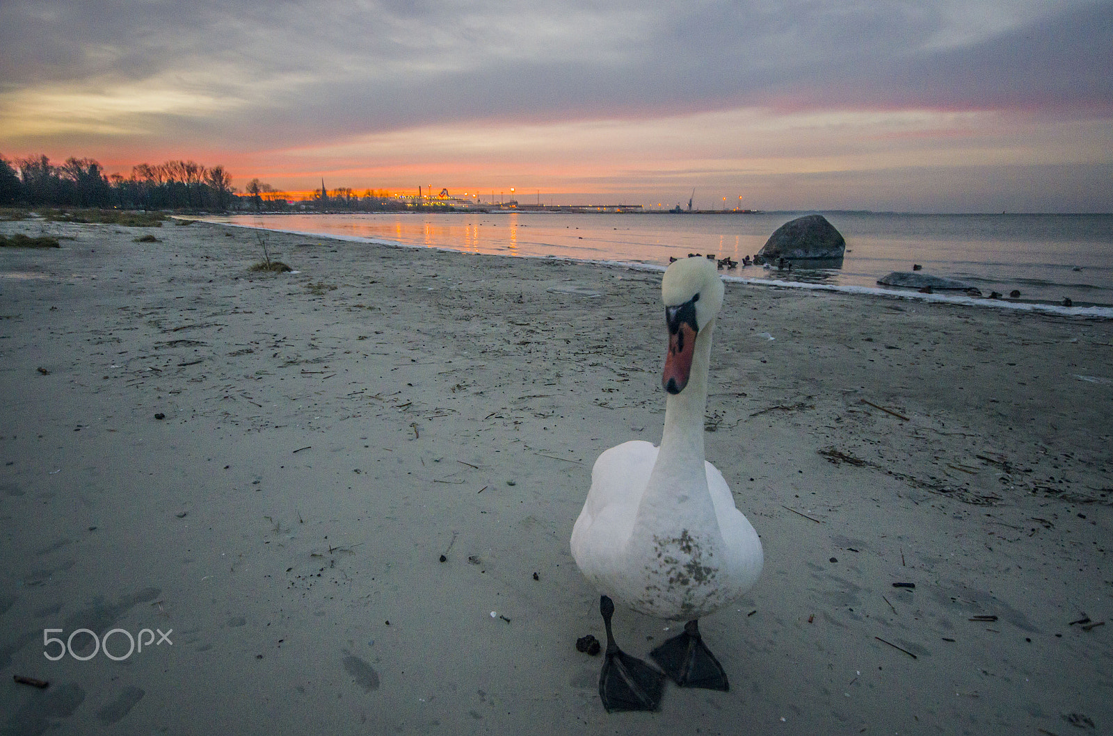 Pentax K-5 sample photo. Sun and swan photography