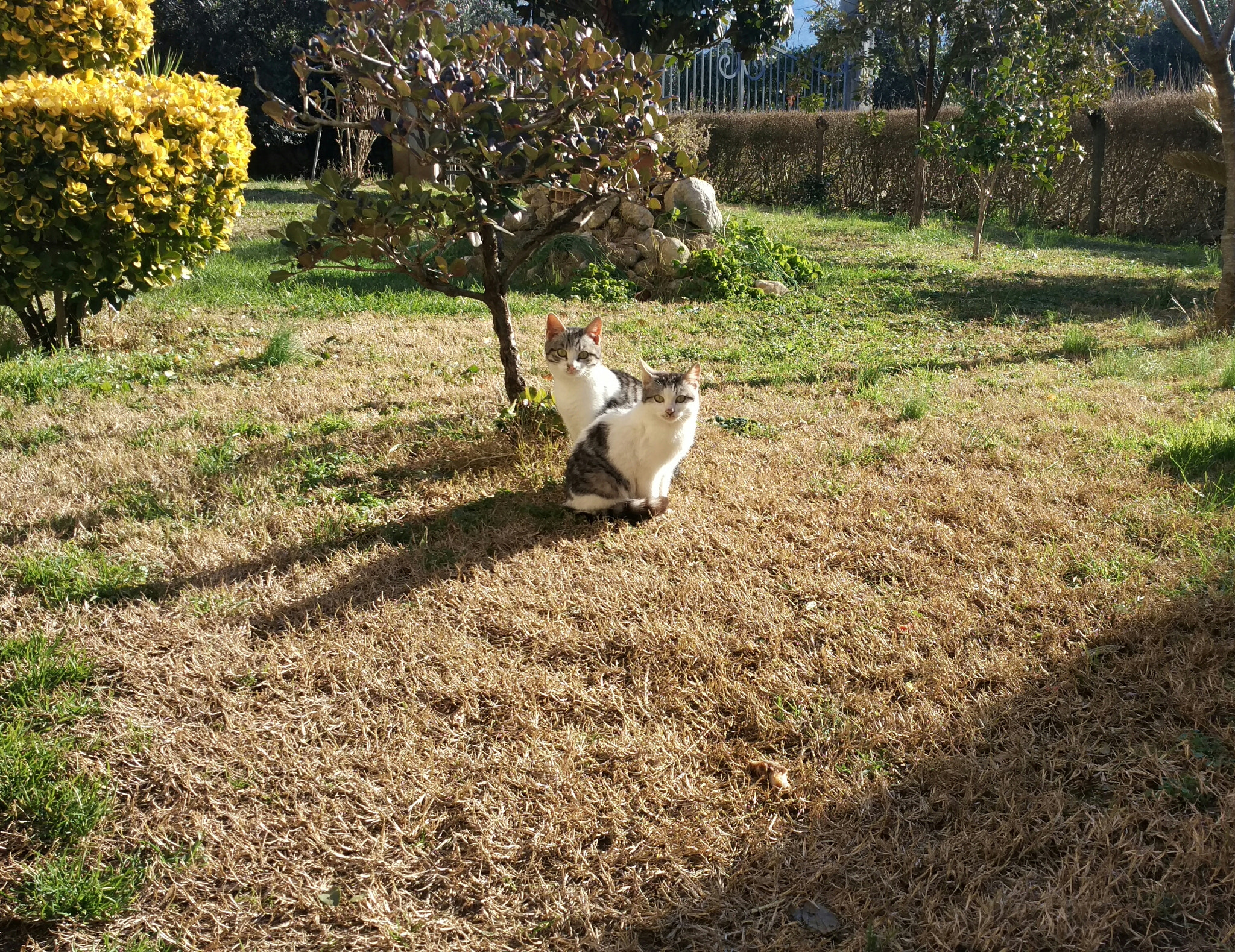 Xiaomi Mi-4c sample photo