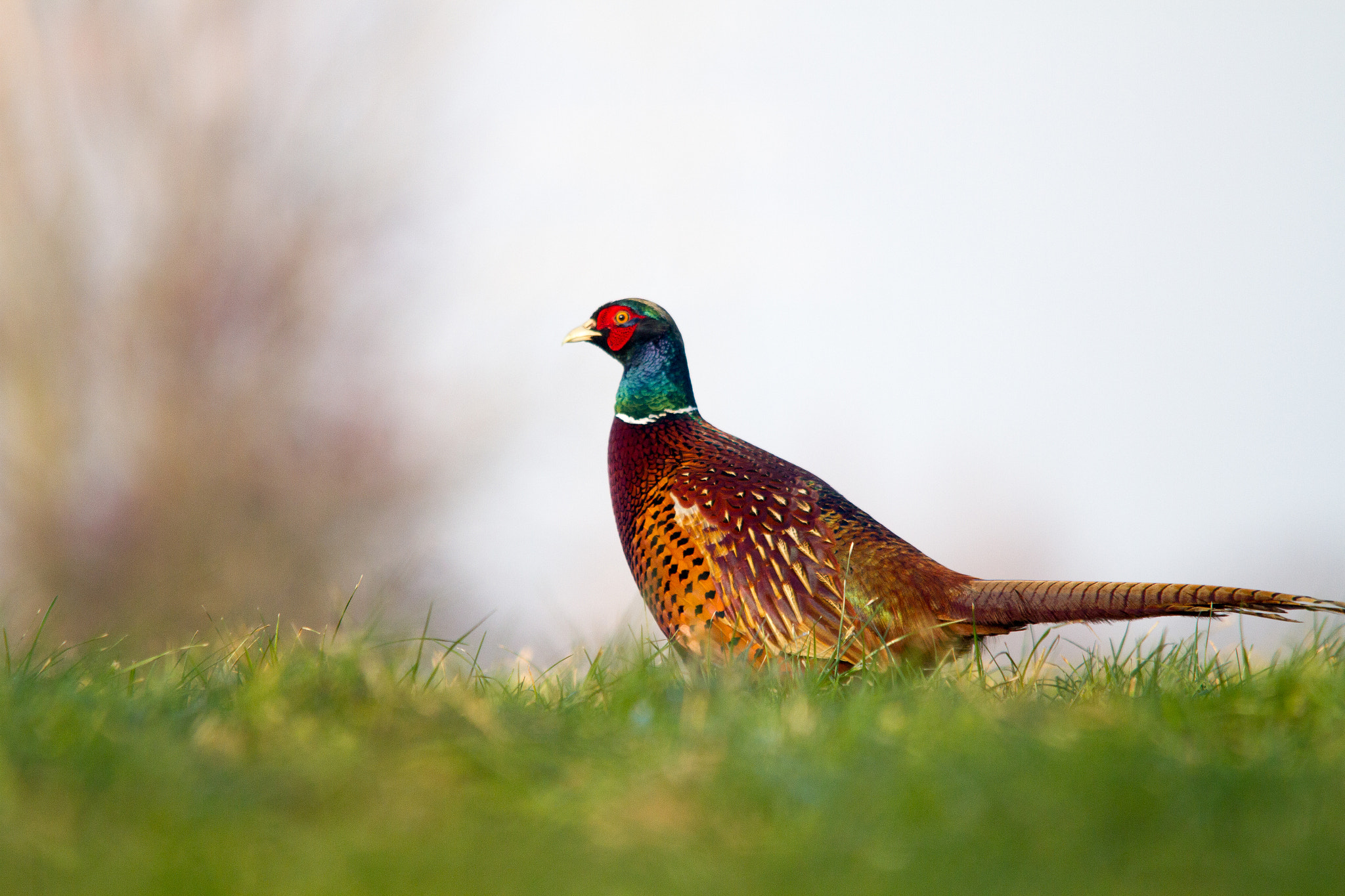 Sigma 150-500mm F5-6.3 DG OS HSM sample photo. Shining pheasant photography