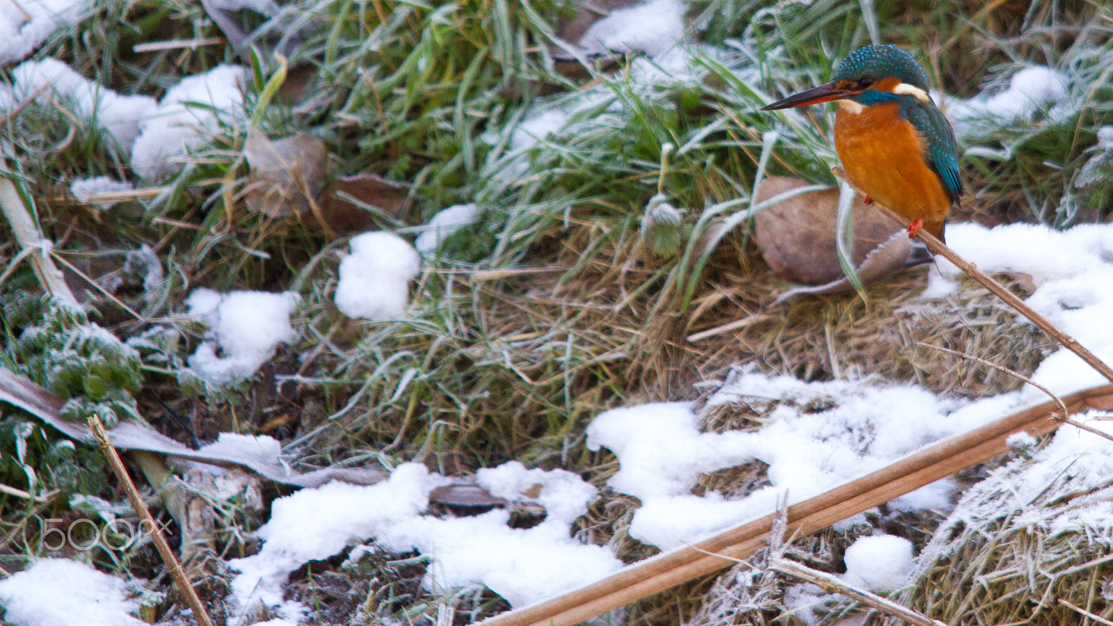 Sigma 150-500mm F5-6.3 DG OS HSM sample photo. Kingfisher against the snow photography