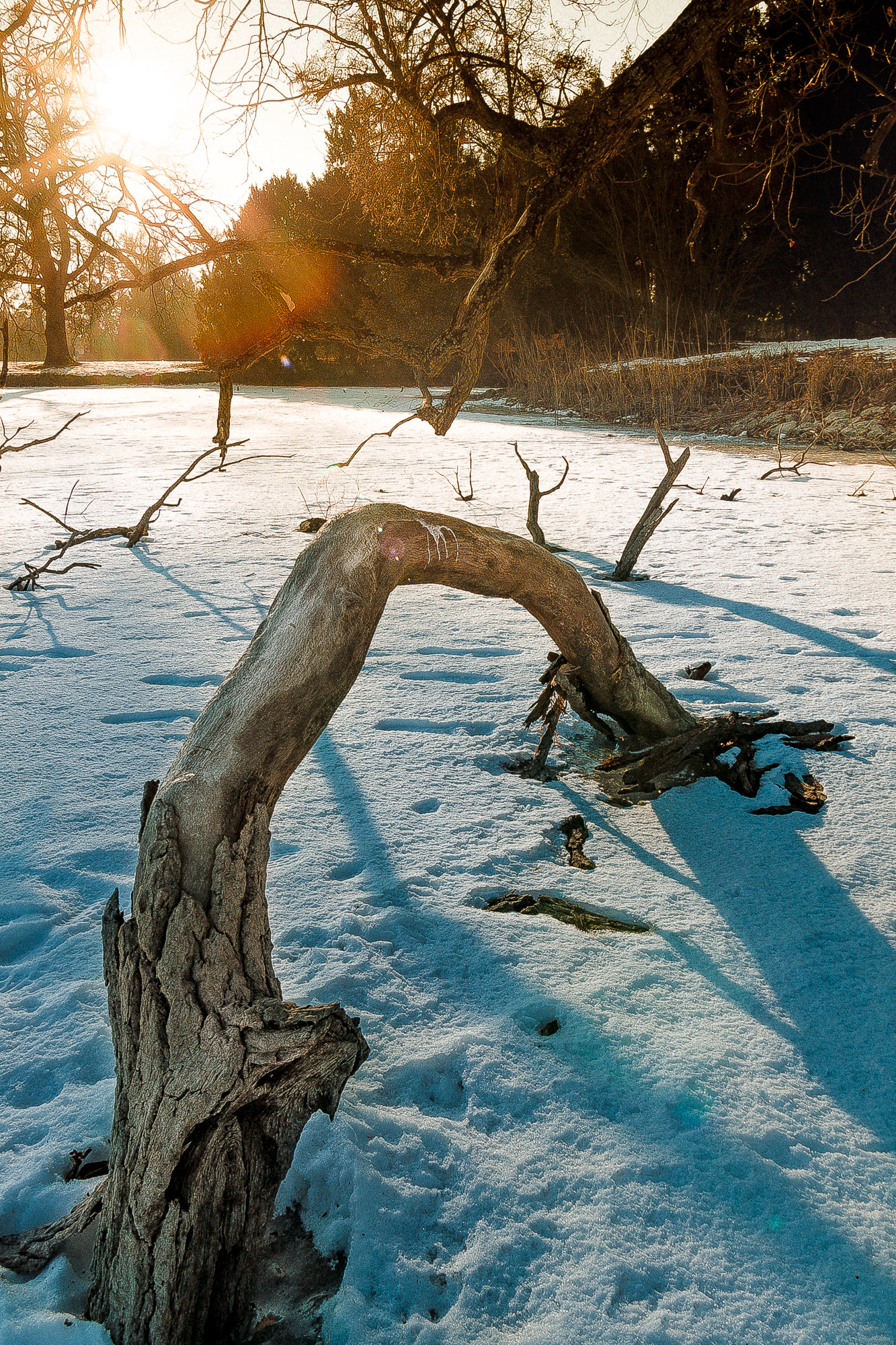 Canon EOS 6D + Tamron SP AF 17-35mm F2.8-4 Di LD Aspherical (IF) sample photo. Frozen branch photography