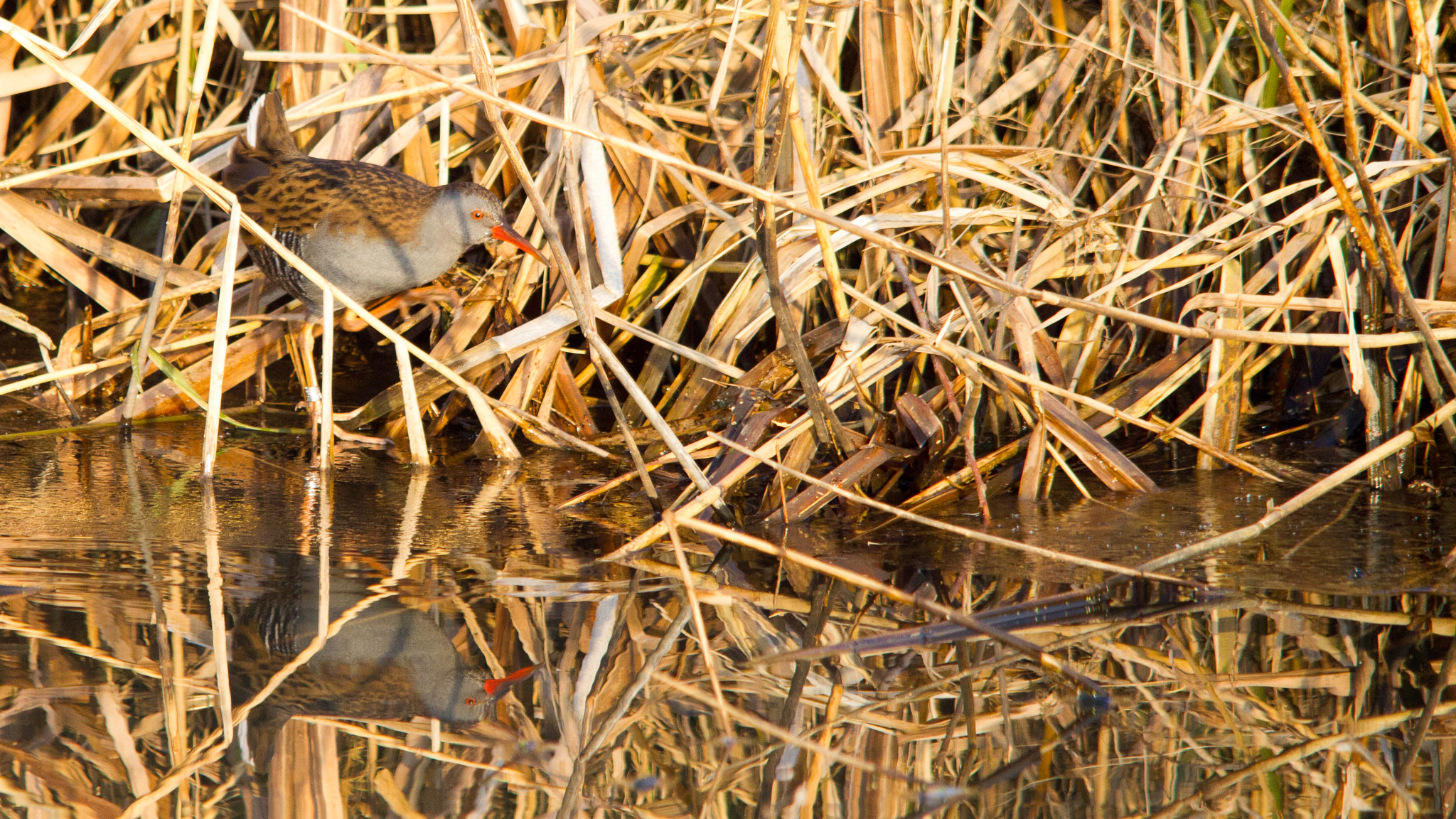 Sigma 150-500mm F5-6.3 DG OS HSM sample photo. Sneaky water rail photography