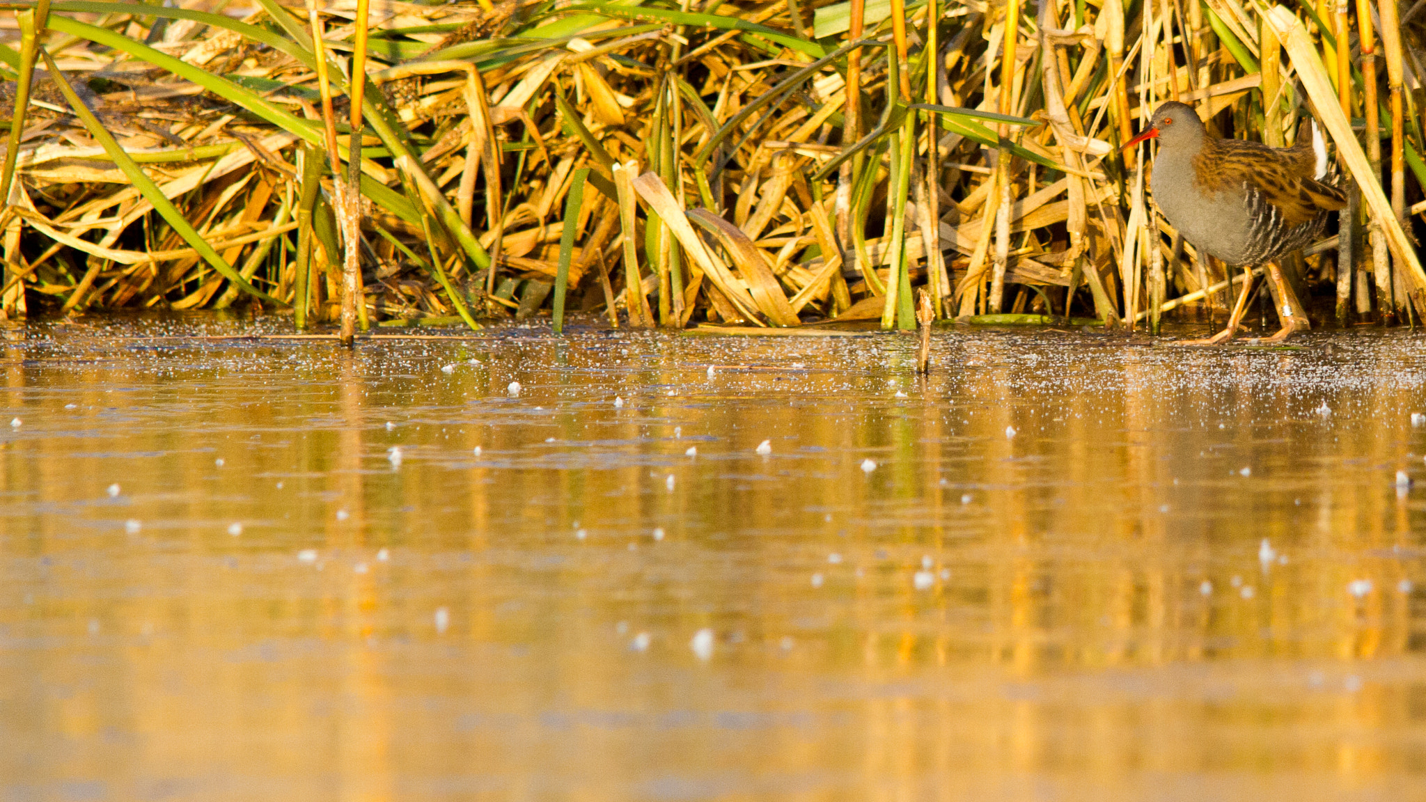 Sigma 150-500mm F5-6.3 DG OS HSM sample photo. Going out photography