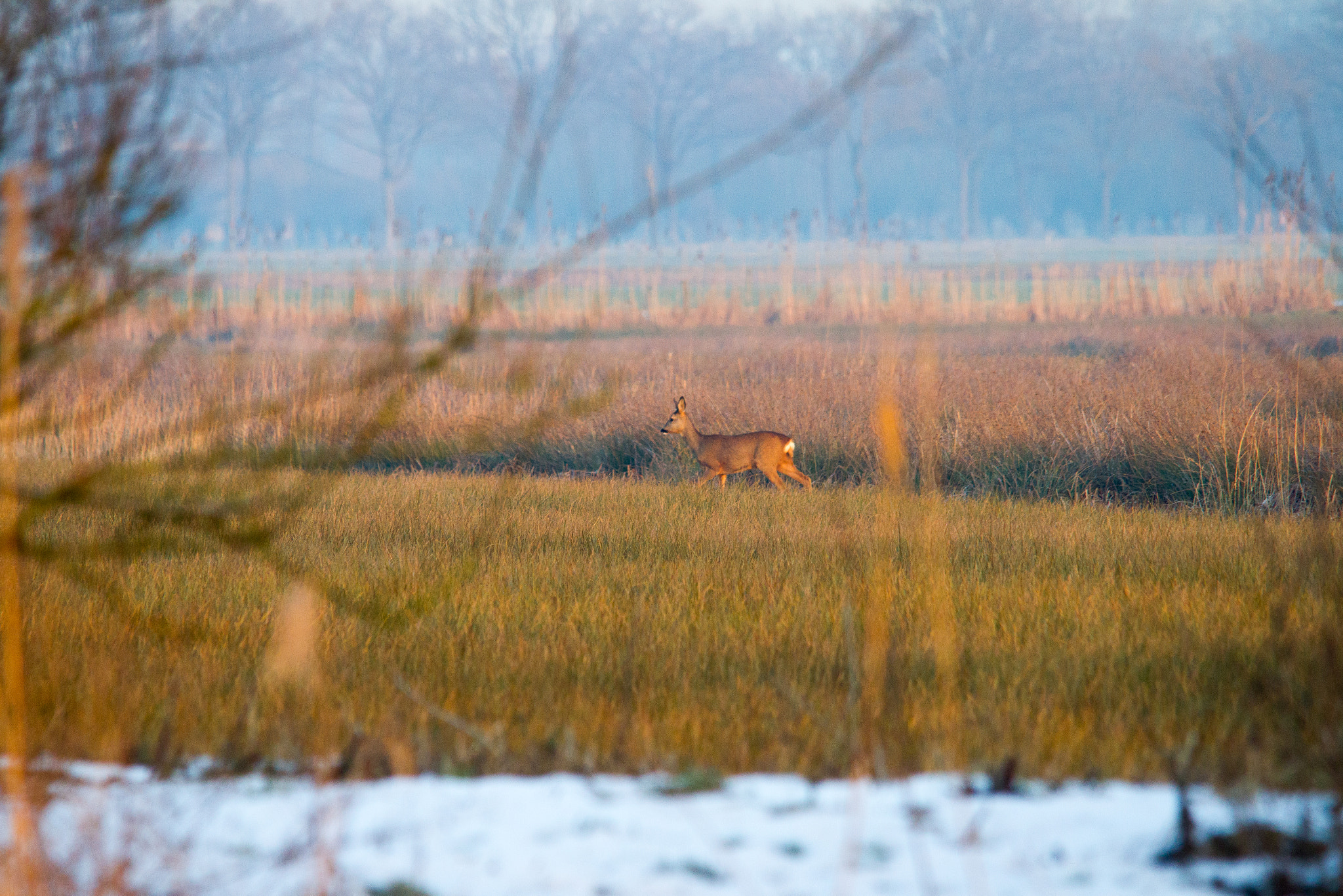 Sigma 150-500mm F5-6.3 DG OS HSM sample photo. Crossing roe deer photography