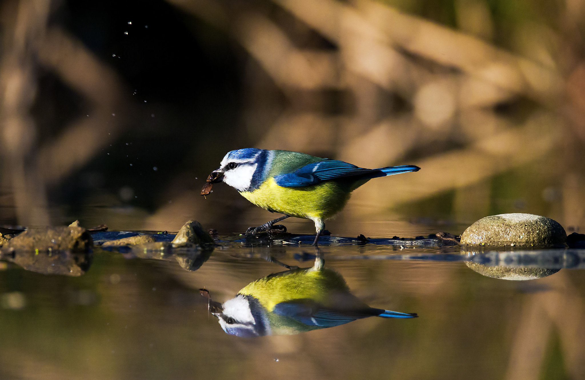 Canon EOS-1D X sample photo. Reflection colors photography