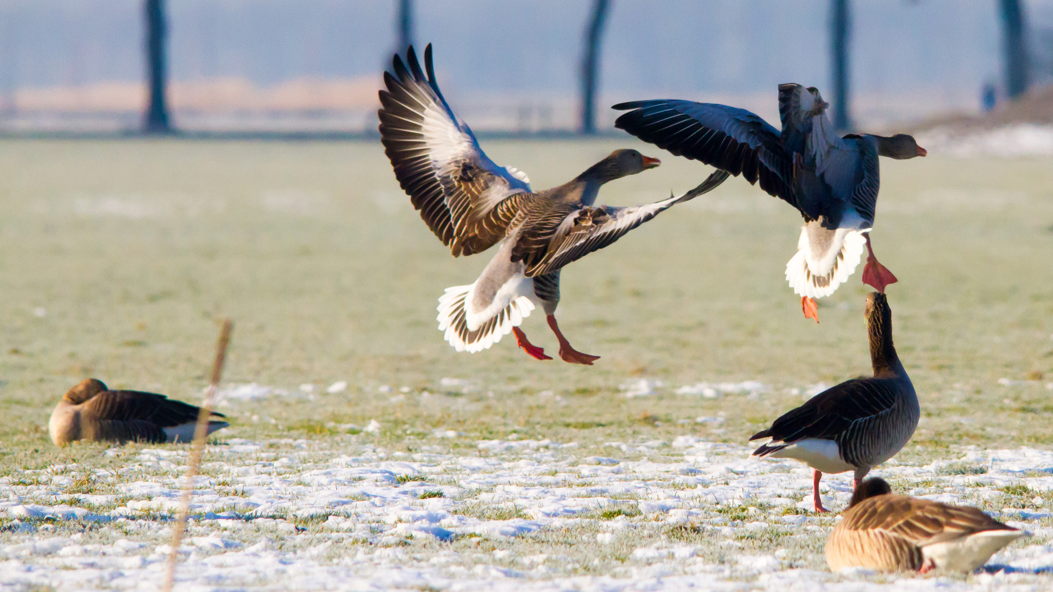 Sigma 150-500mm F5-6.3 DG OS HSM sample photo. Incoming geese photography