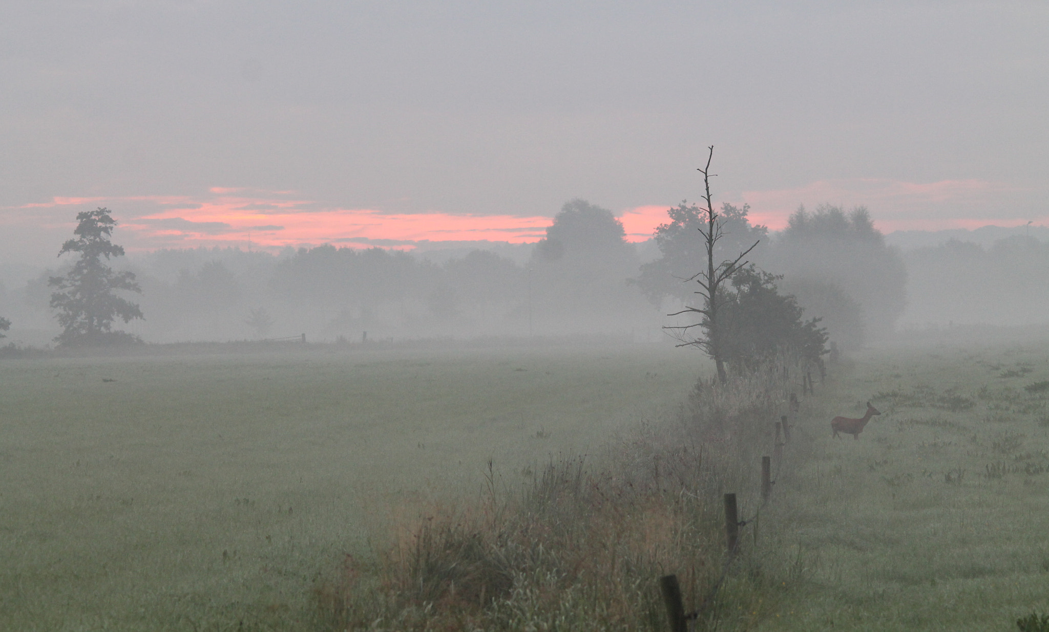 Sigma 150-500mm F5-6.3 DG OS HSM sample photo. Beautiful morning photography