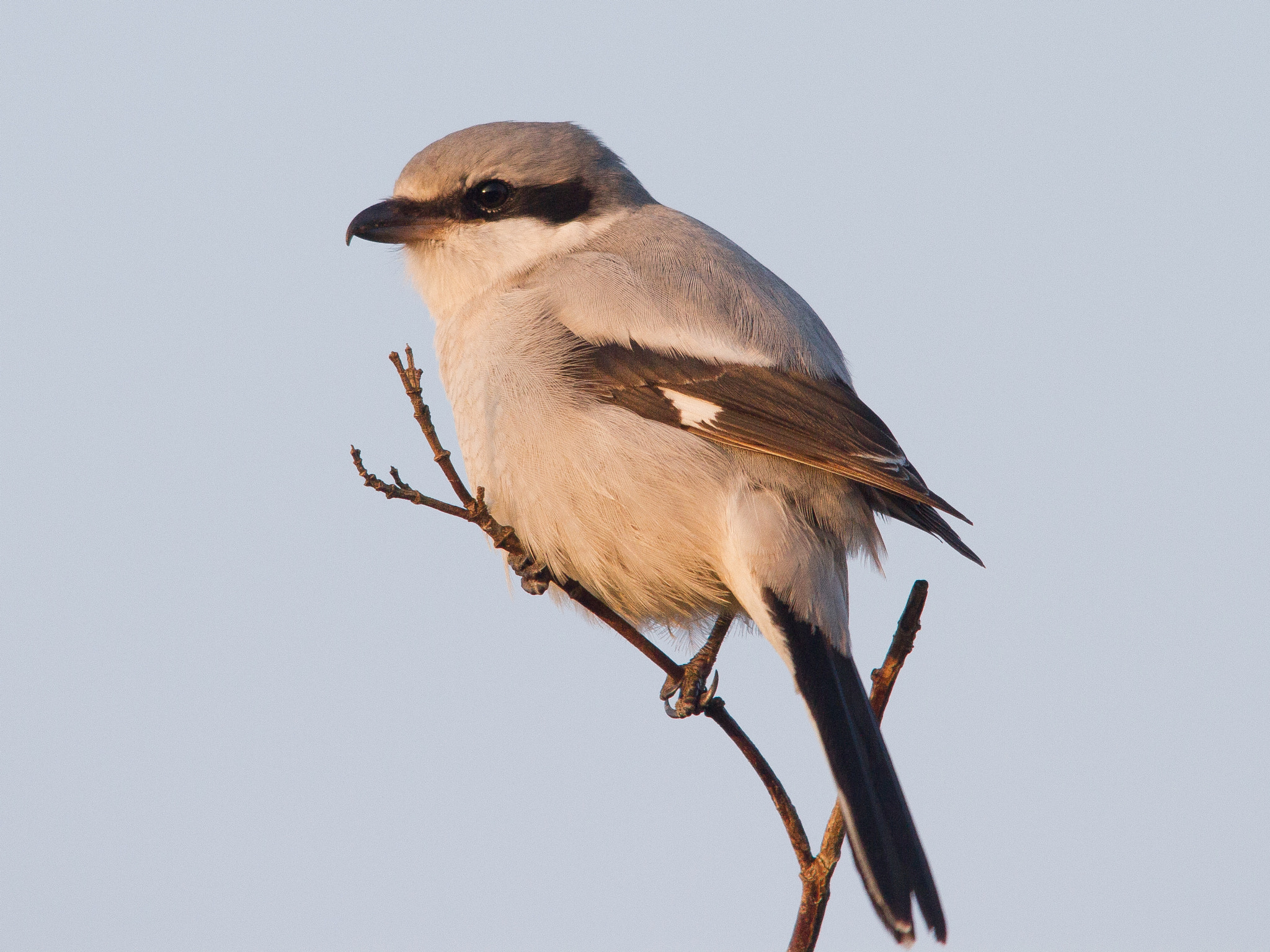 Sigma 150-500mm F5-6.3 DG OS HSM sample photo. Close up! photography