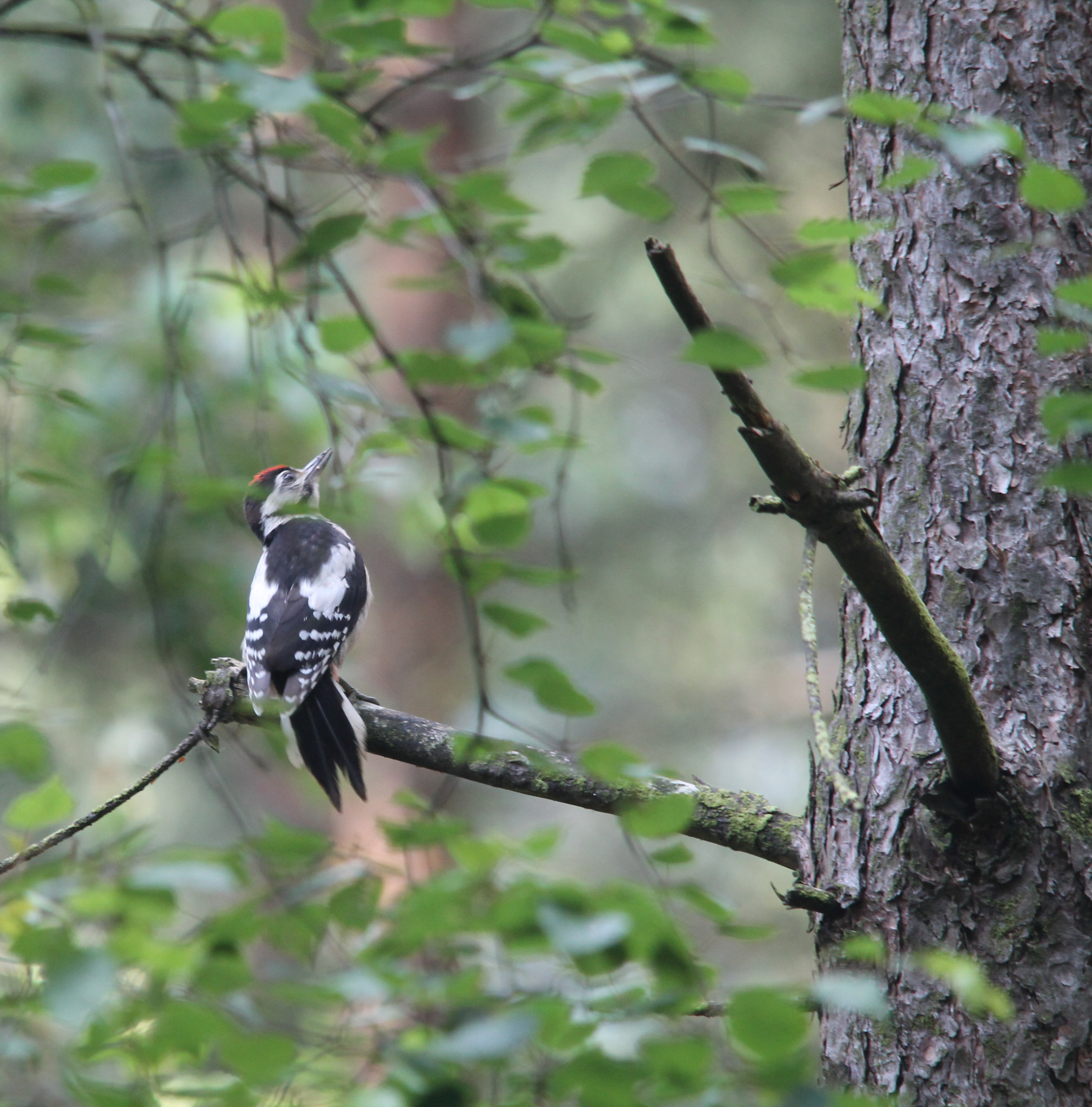 Sigma 150-500mm F5-6.3 DG OS HSM sample photo. What's up? photography