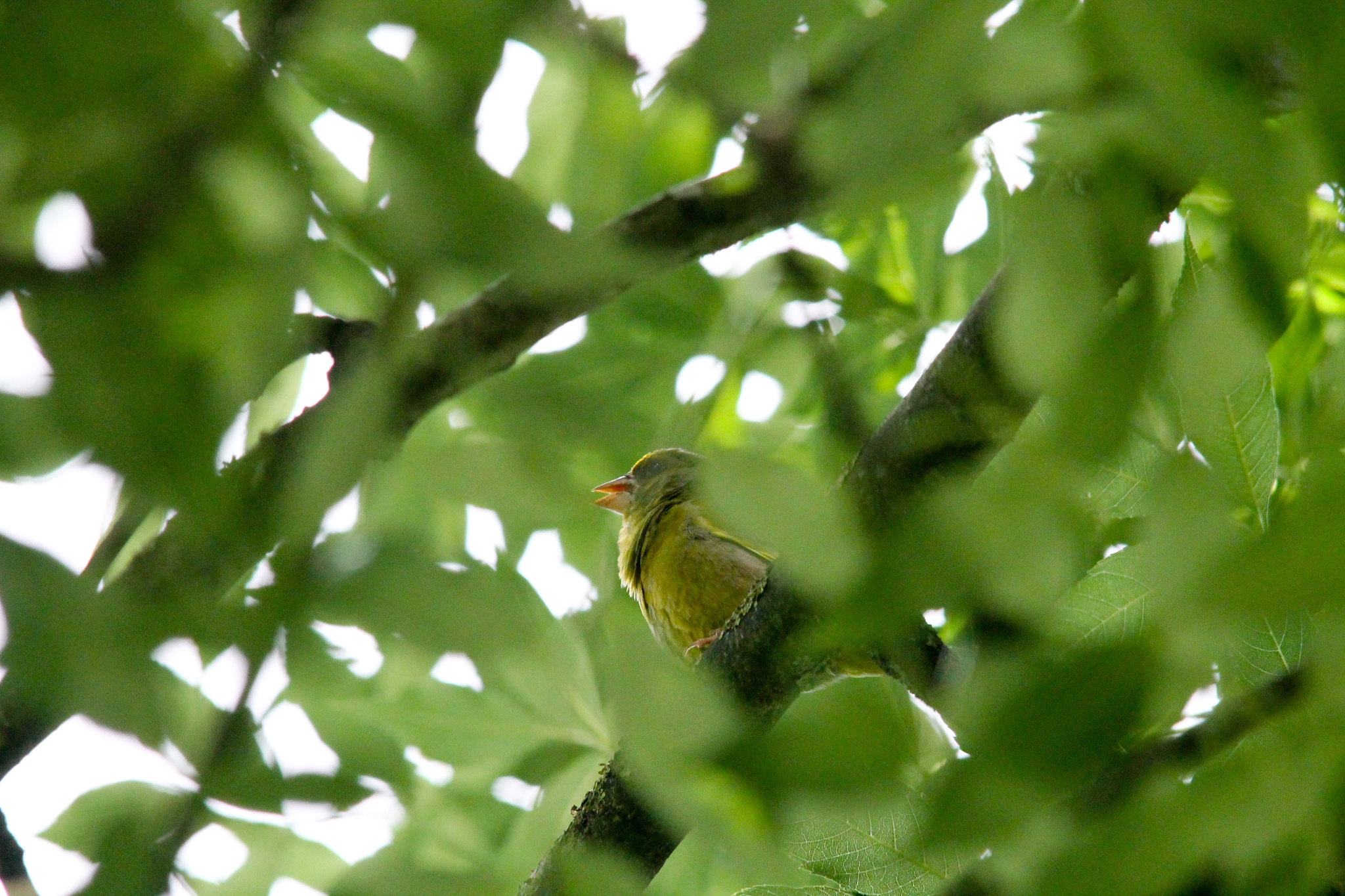 Sigma 150-500mm F5-6.3 DG OS HSM sample photo. Green photography