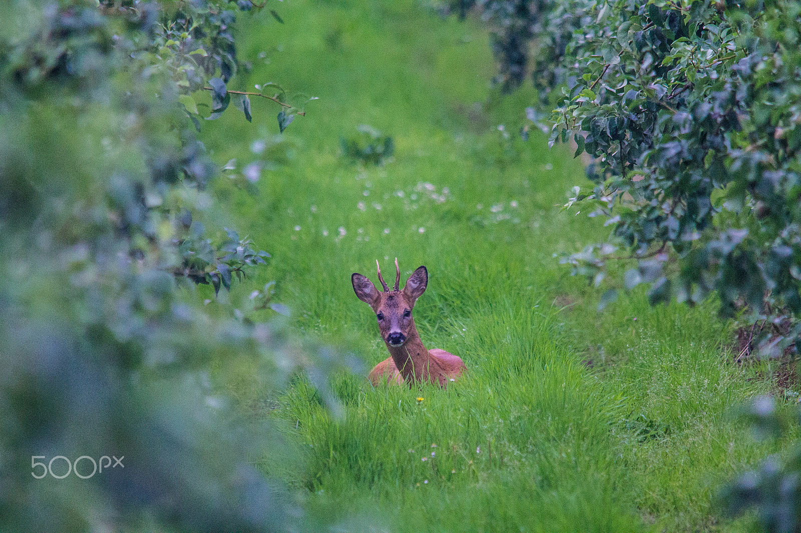 Canon EOS 1100D (EOS Rebel T3 / EOS Kiss X50) + Sigma 150-500mm F5-6.3 DG OS HSM sample photo. Chilling roe deer photography