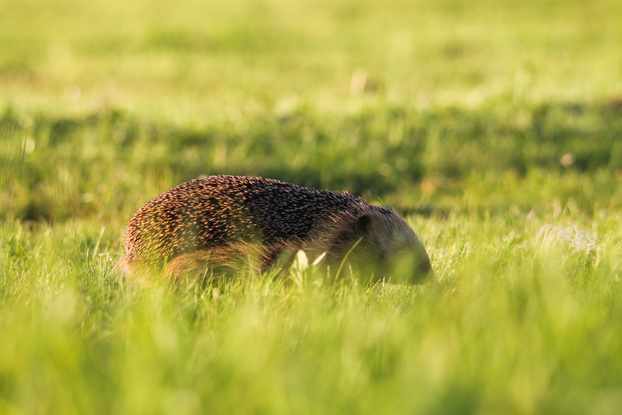 Sigma 150-500mm F5-6.3 DG OS HSM sample photo. Hedgehog passing by photography