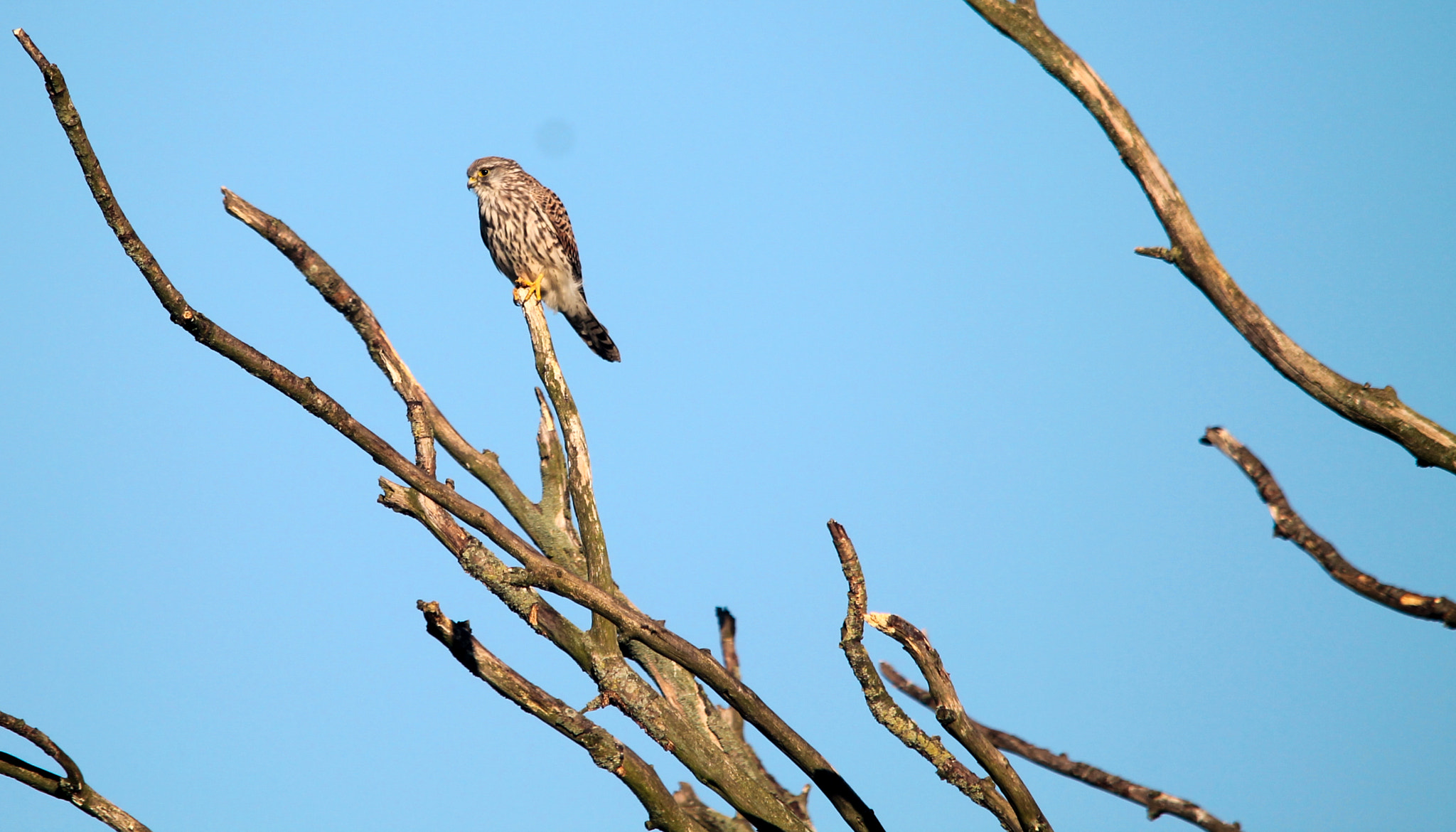 Canon EOS 1100D (EOS Rebel T3 / EOS Kiss X50) + Sigma 150-500mm F5-6.3 DG OS HSM sample photo. Waiting for some prey photography