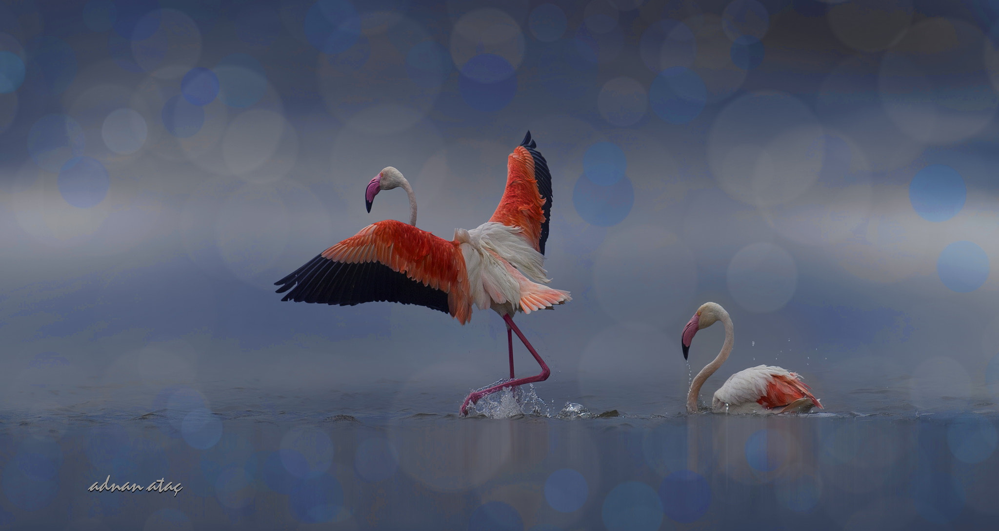 Sigma 300-800mm F5.6 EX DG HSM sample photo. Flamingo - phoenicopterus roseus - greater flamingo photography