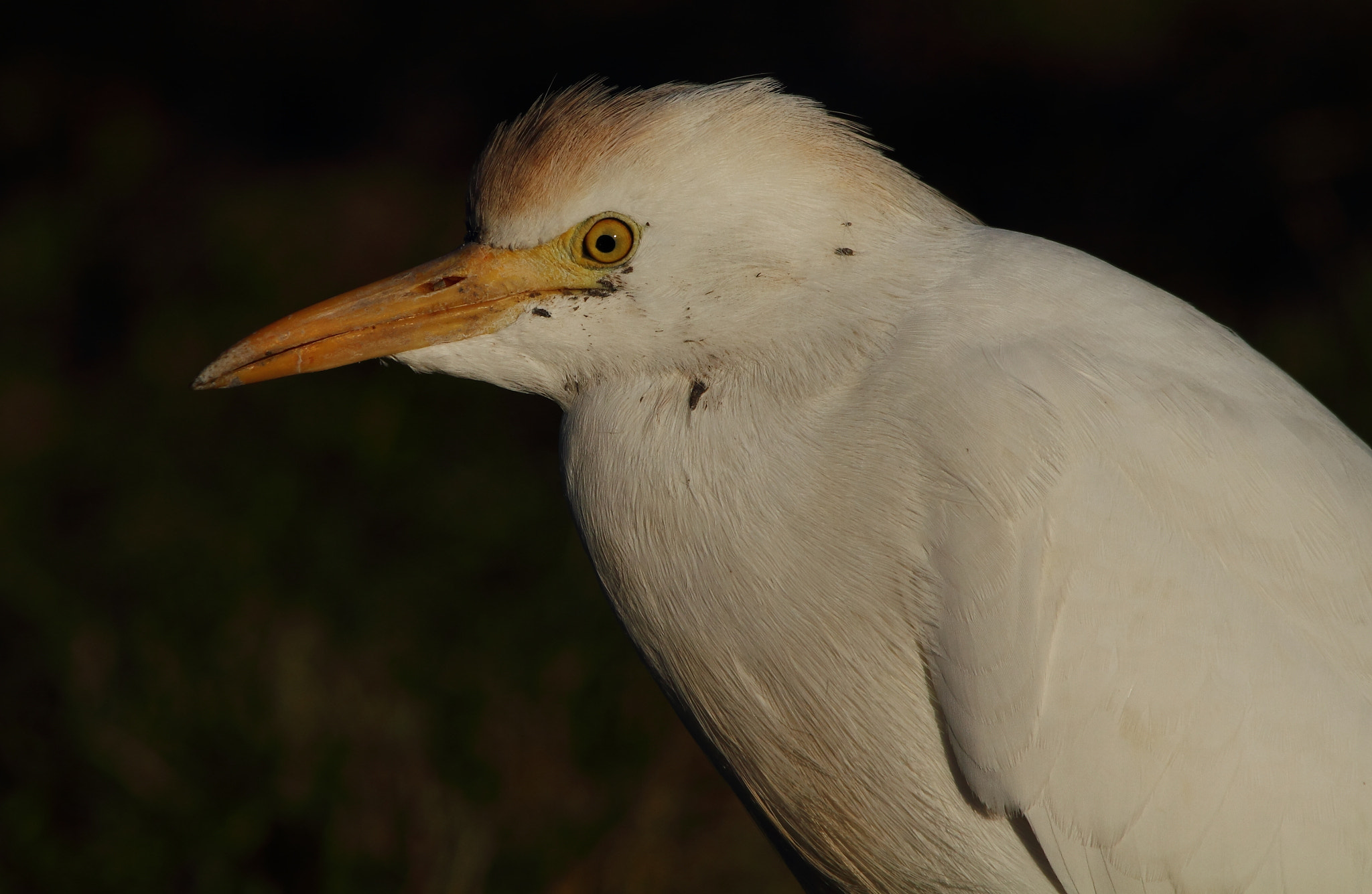 Sigma 150-500mm F5-6.3 DG OS HSM sample photo. Cattle egret, airone guardabuoi photography