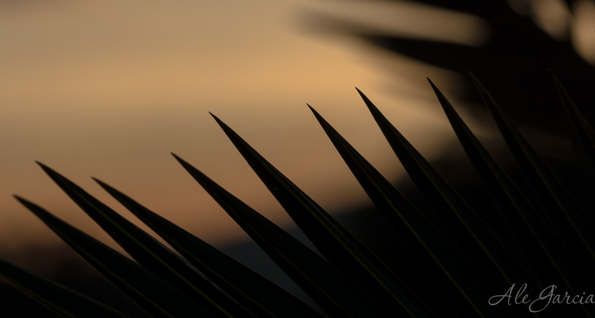 Nikon AF-S DX Micro-Nikkor 85mm F3.5G ED VR sample photo. Bello atardecer photography