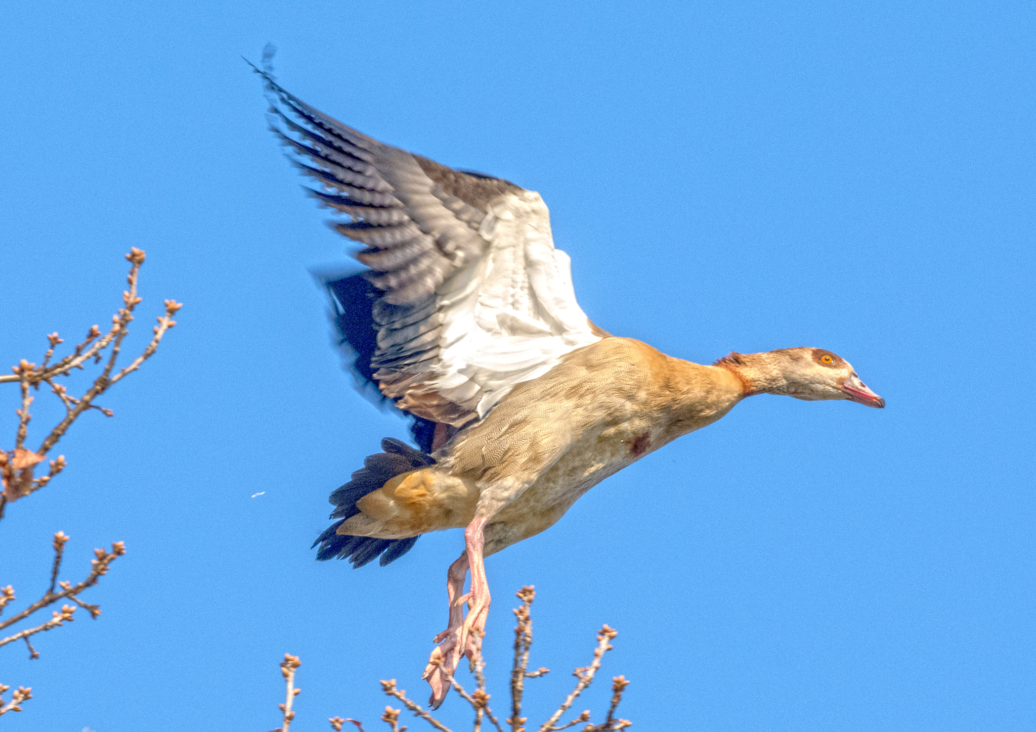 Nikon D5200 + Sigma 70-300mm F4-5.6 DG OS sample photo. Taking flight photography