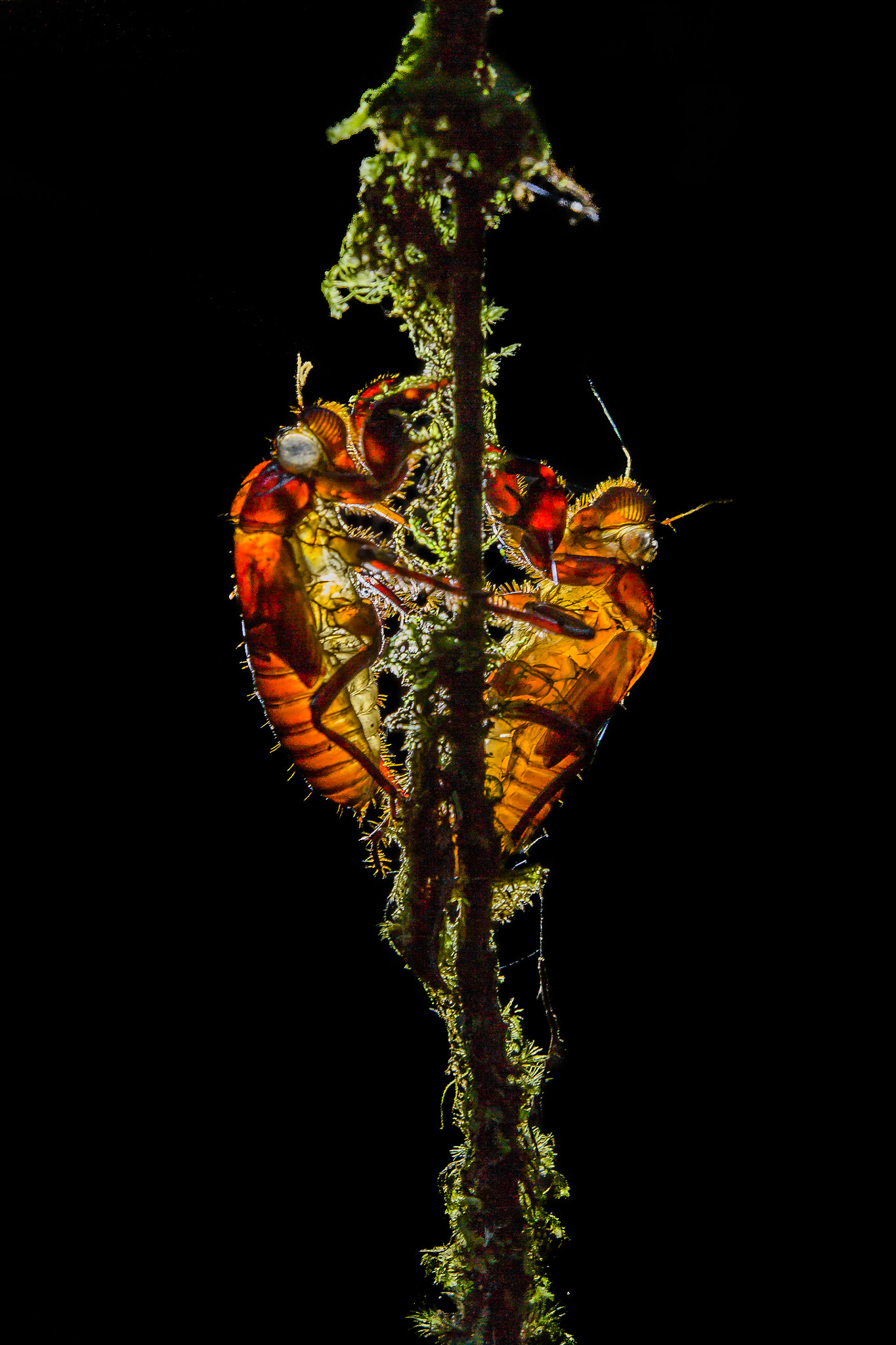 Sigma 18-35mm f/1.8 DC HSM sample photo. "mues cicadas" photography