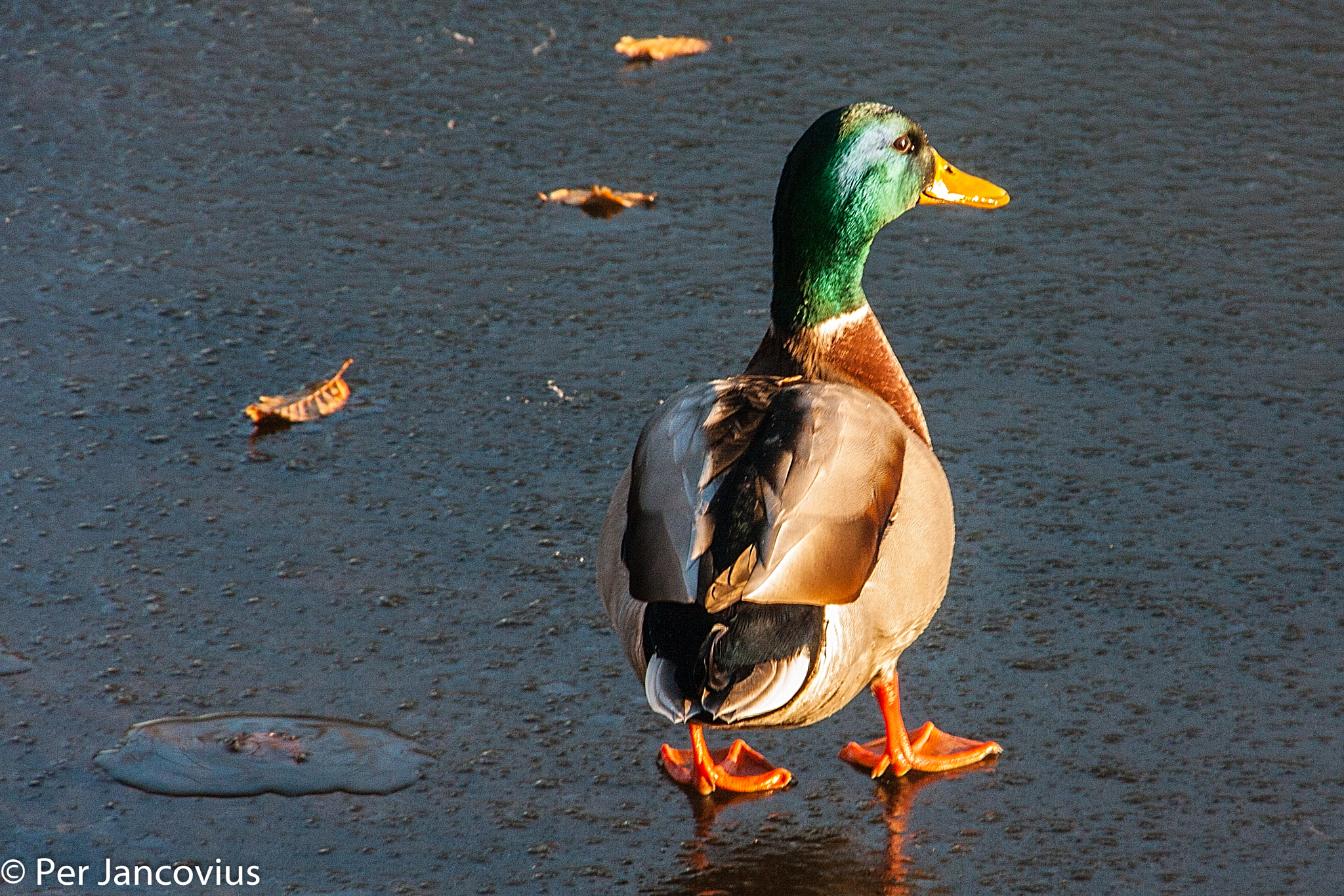 Canon EOS 40D sample photo. Mallard on ice photography
