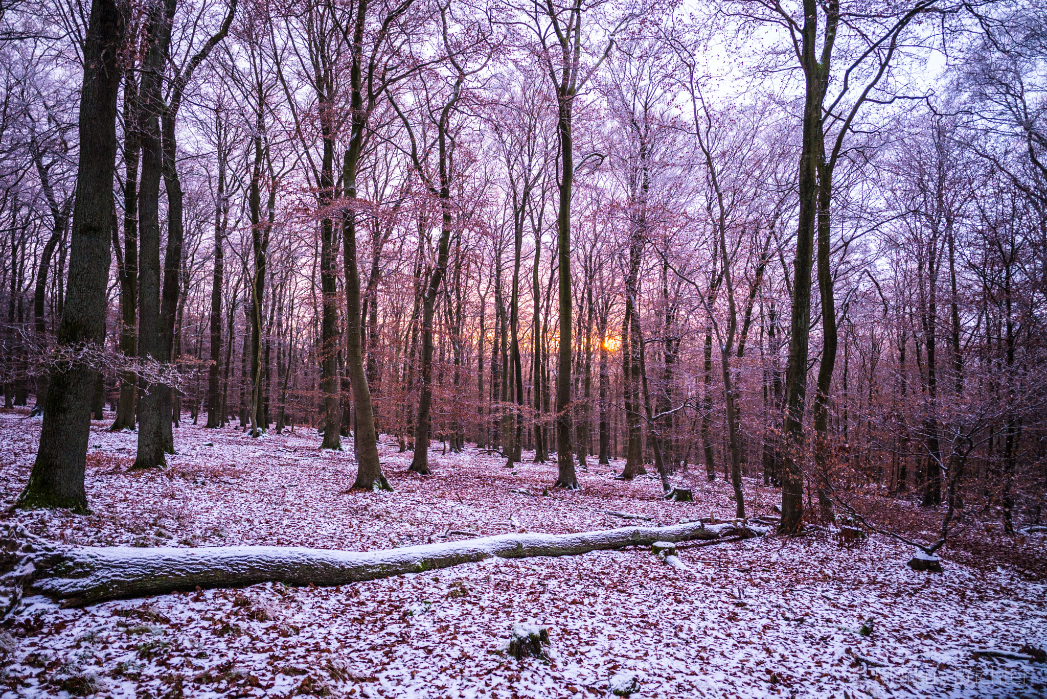 Leica Super-Elmar-M 21mm F3.4 ASPH sample photo. Winter forest photography
