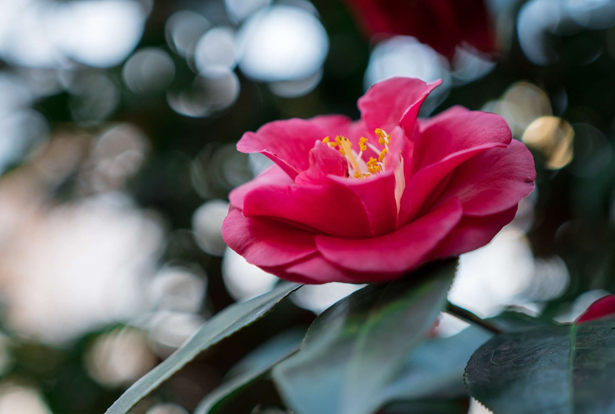 Sony a6300 + 18-35mm F1.8 DC HSM | Art 013 sample photo. Camellia photography