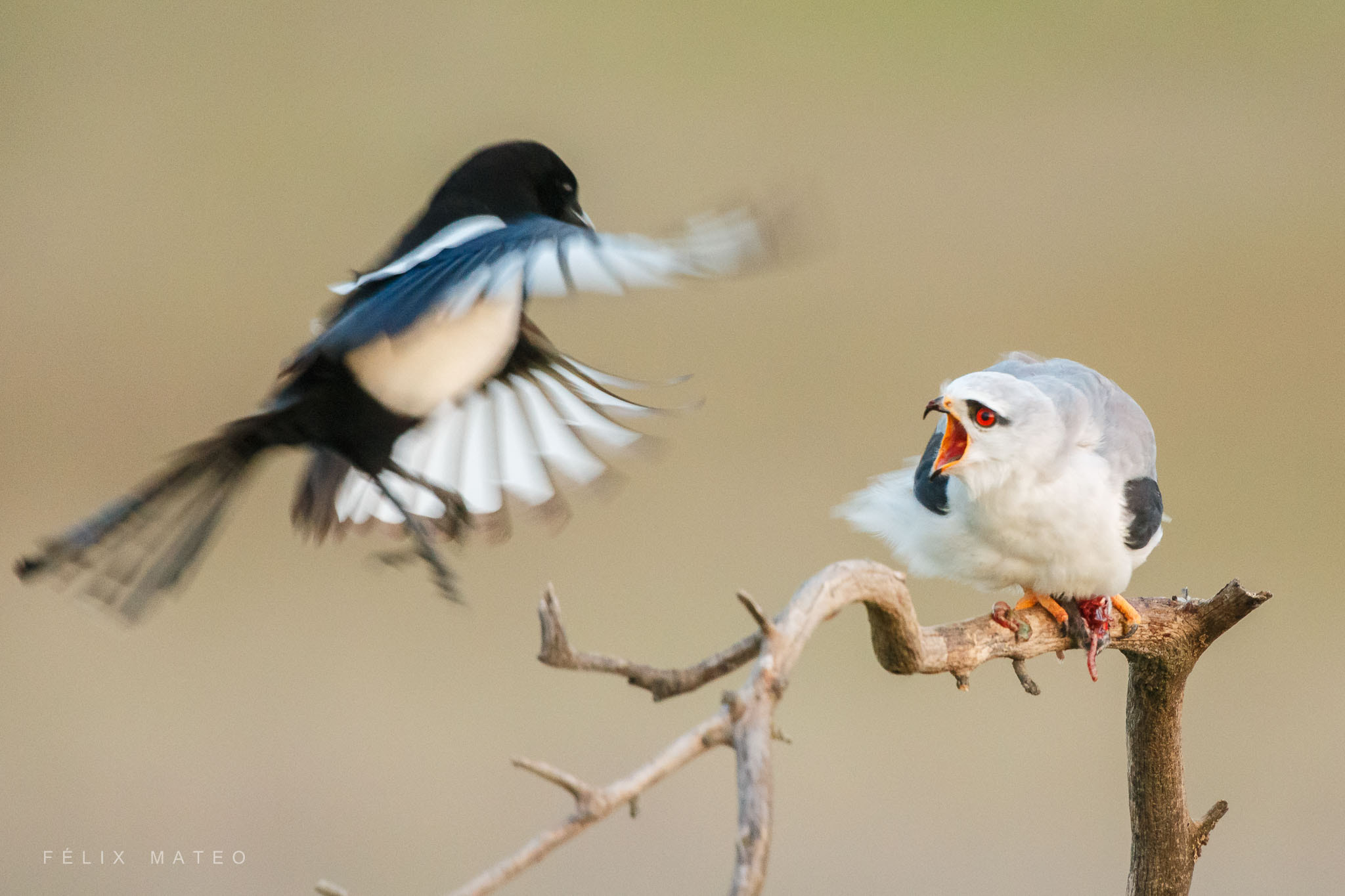 Canon EF 500mm F4L IS II USM sample photo. Elanio azul (elanus caeruleus) photography