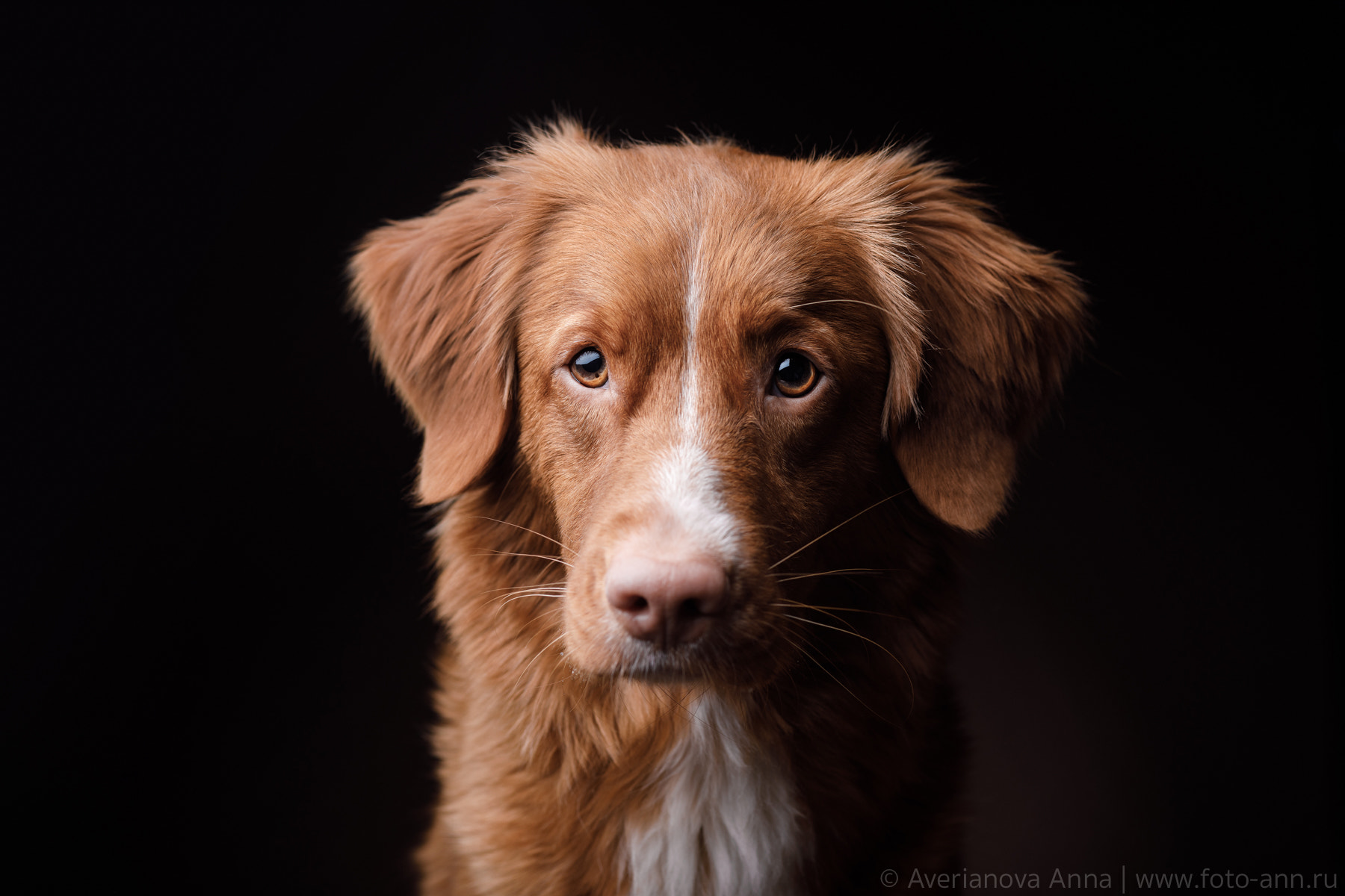 Canon EF 85mm F1.8 USM sample photo. Dog portrait photography