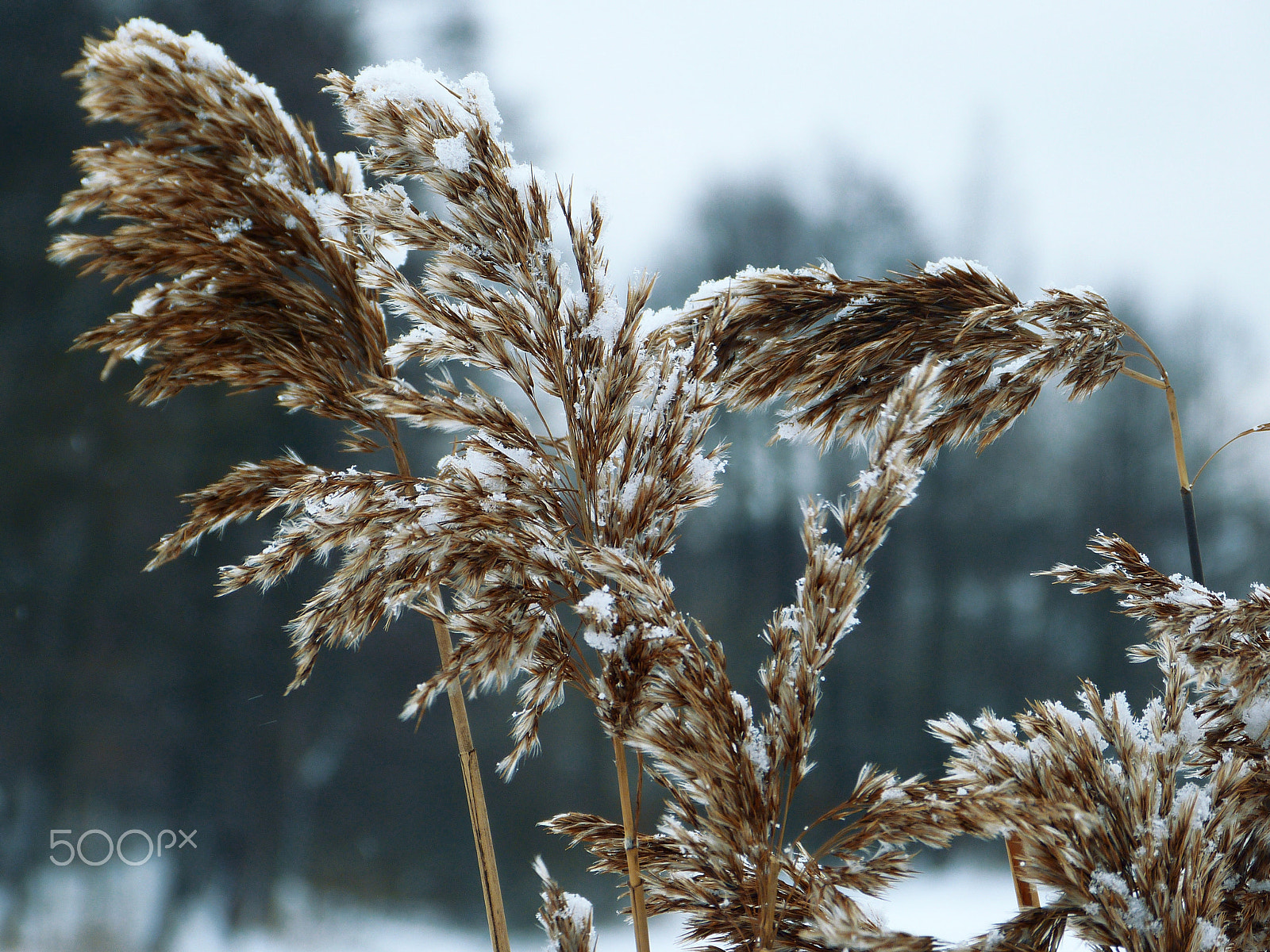 Leica V-Lux 3 sample photo. Snowy reeds photography