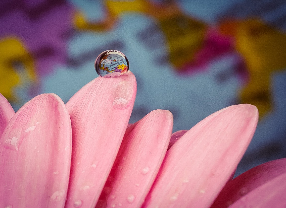 Canon EF 100mm F2.8L Macro IS USM sample photo. The world on a petal photography