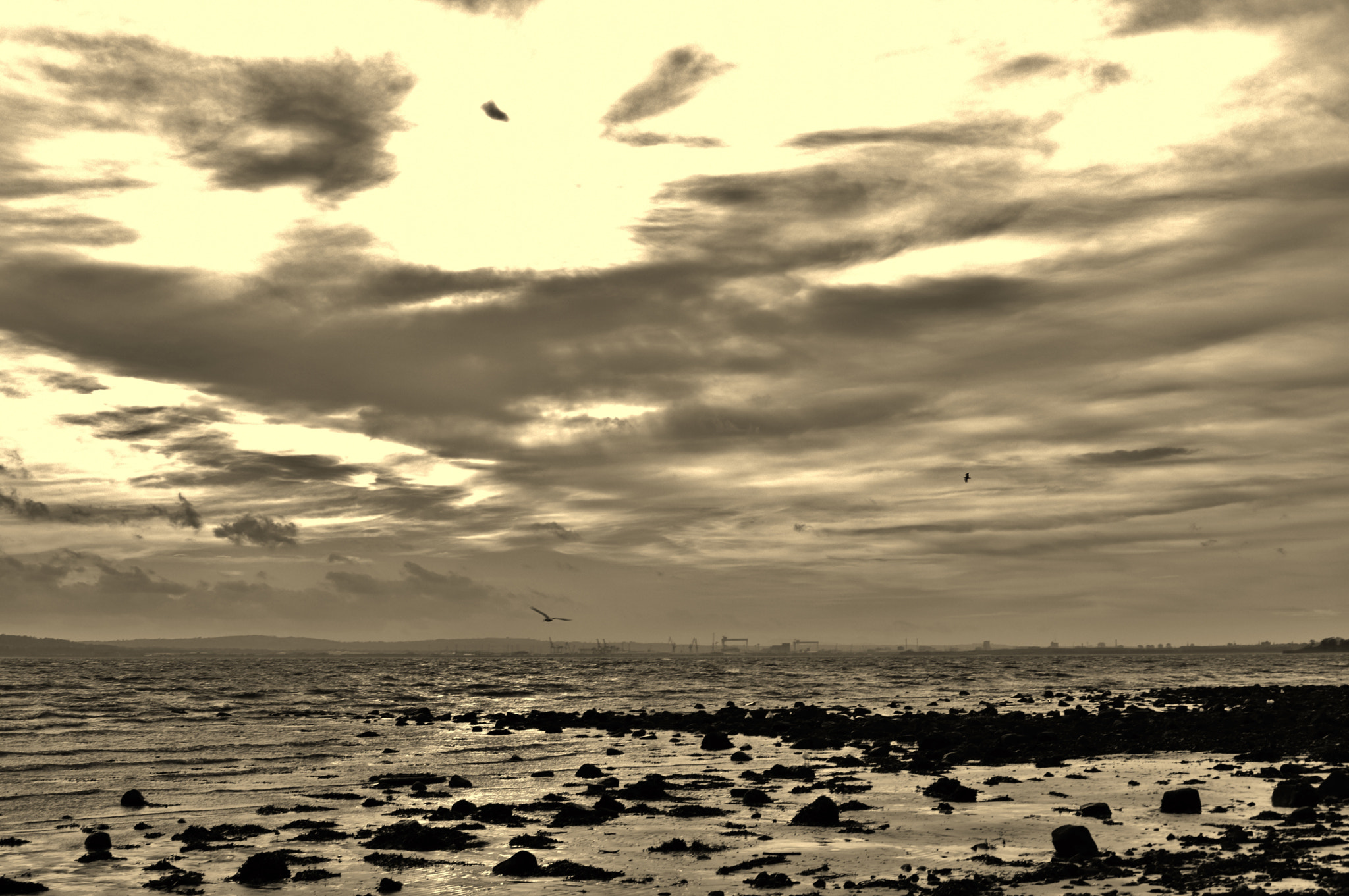 Nikon D5500 sample photo. Wheeling gulls photography