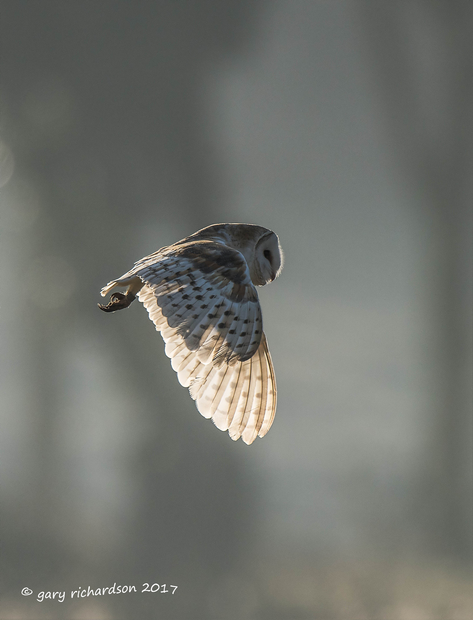 Nikon D810 + Nikon AF-S Nikkor 500mm F4G ED VR sample photo. Barn owl photography