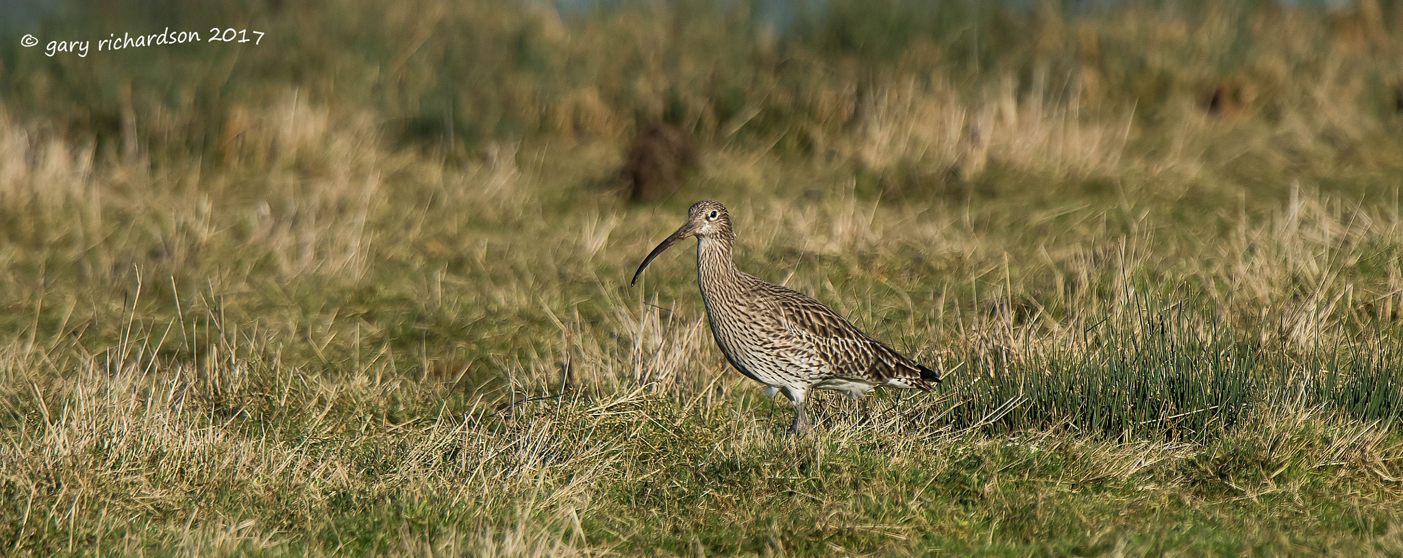 Nikon D810 + Nikon AF-S Nikkor 500mm F4G ED VR sample photo. Curlew photography