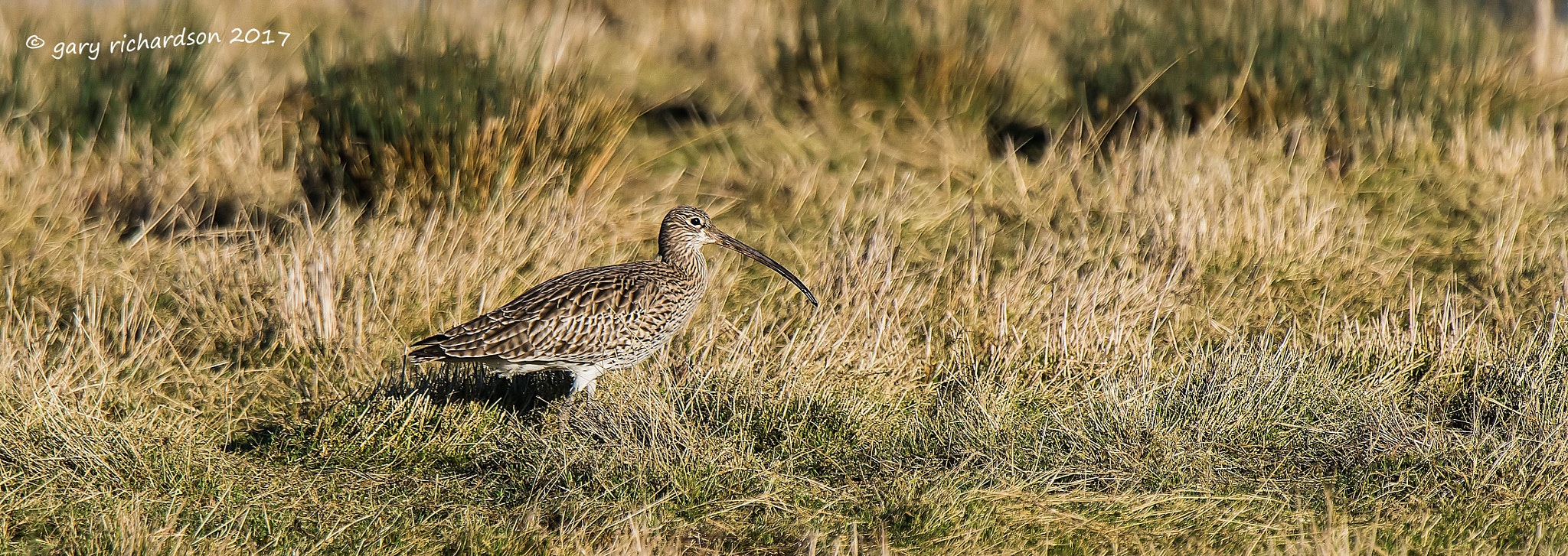 Nikon D810 + Nikon AF-S Nikkor 500mm F4G ED VR sample photo. Curlew photography