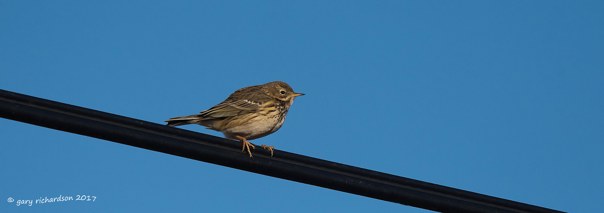 Nikon D810 + Nikon AF-S Nikkor 500mm F4G ED VR sample photo. Meadow pipit photography