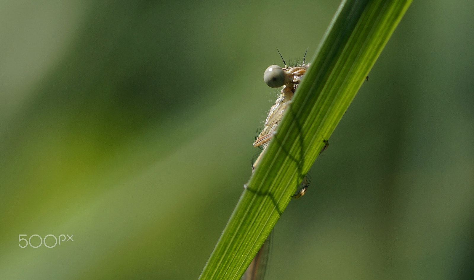 Sony SLT-A57 + 90mm F2.8 Macro SSM sample photo. See you ... photography