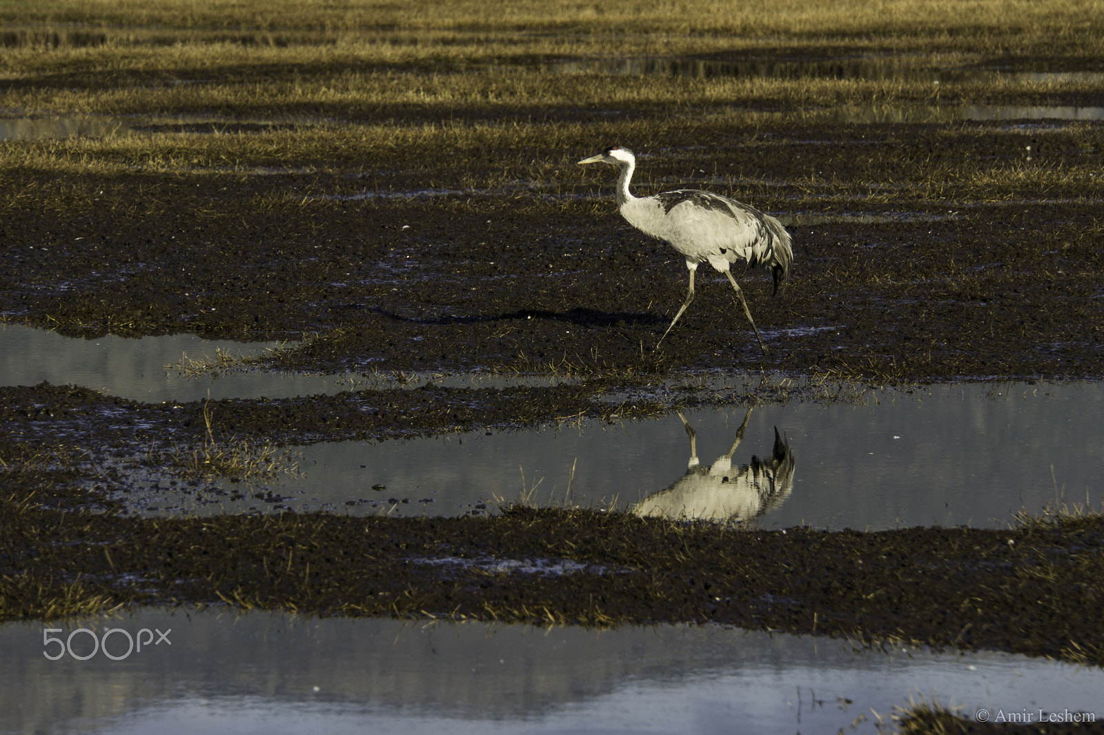 Sony E 18-200mm F3.5-6.3 OSS sample photo. A crane photography