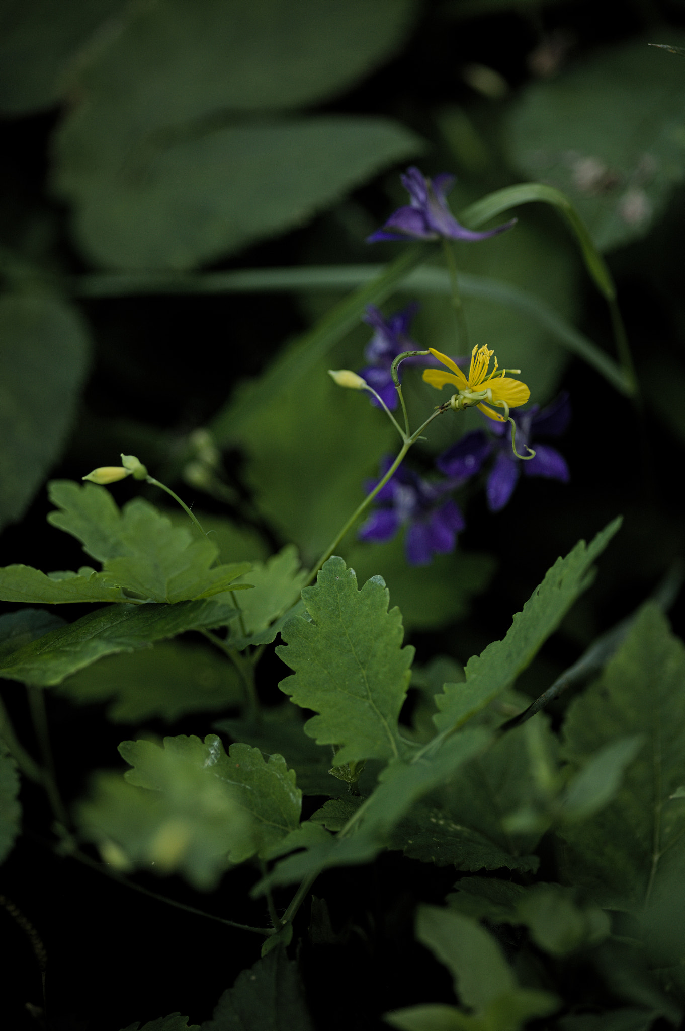 Canon EOS 5D + Sigma 105mm F2.8 EX DG Macro sample photo. Img_2301.jpg photography