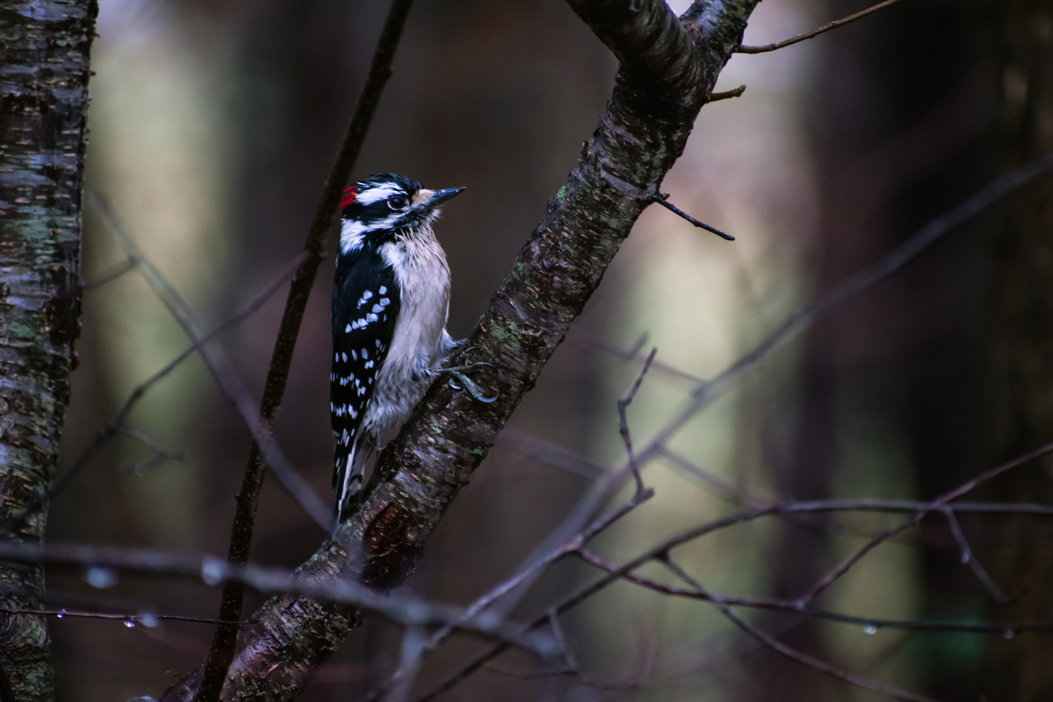 Nikon AF-S Nikkor 70-200mm F2.8G ED VR II sample photo. Downy woodpecker photography
