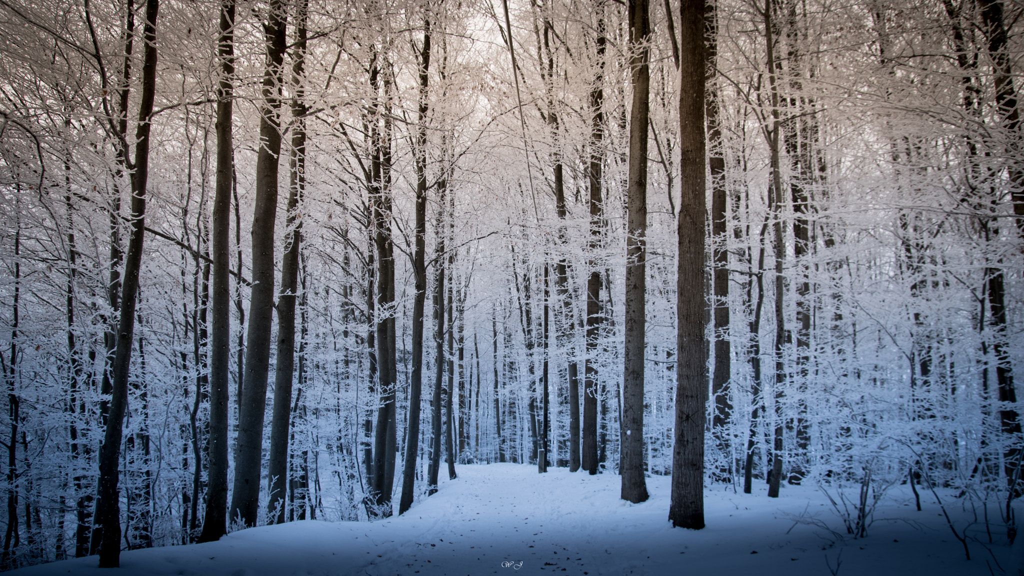 Sony ILCA-77M2 sample photo. Ice winter forest ii photography