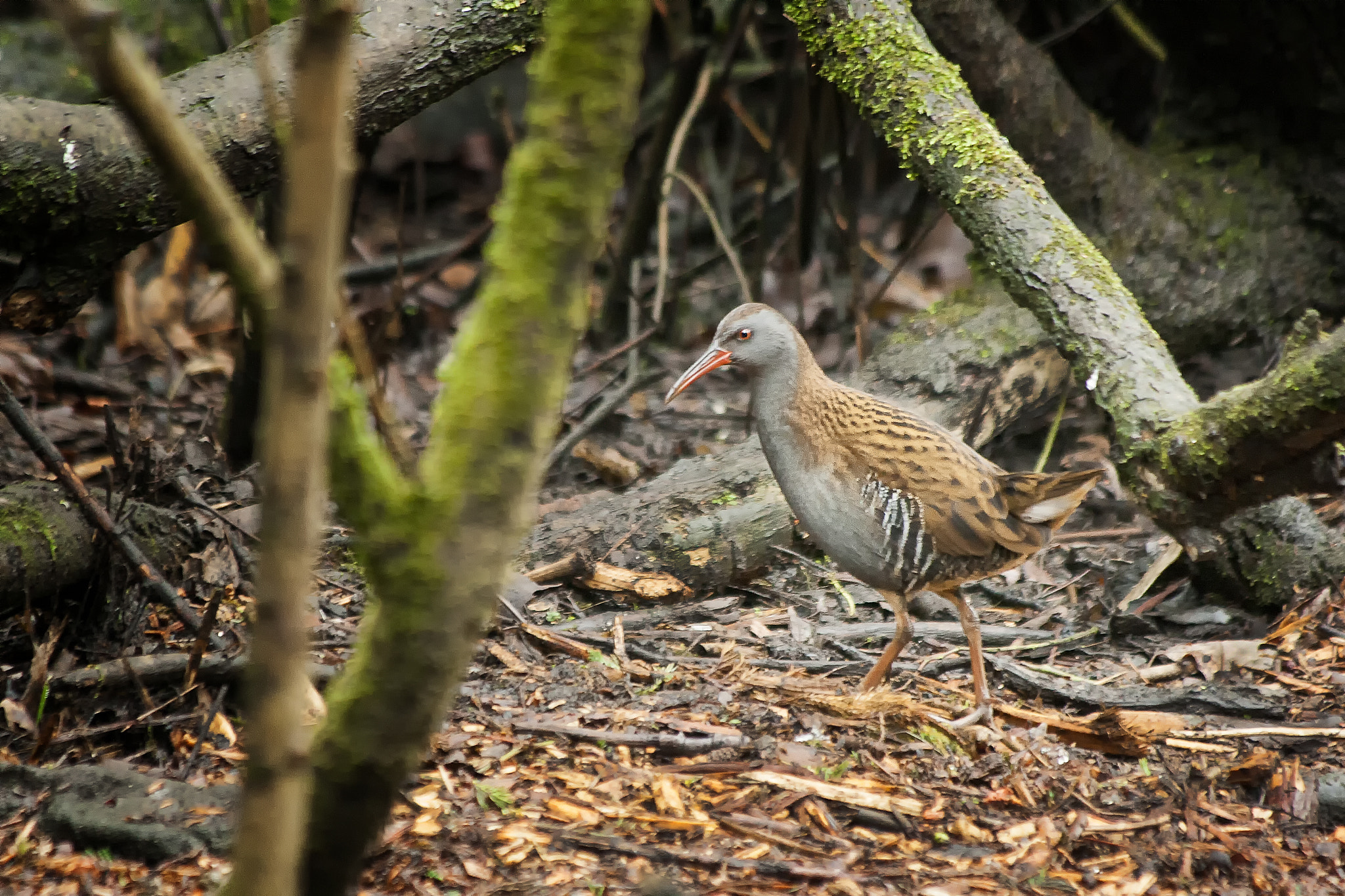 Canon EF 70-300mm F4-5.6 IS USM sample photo. Ẁater rail photography