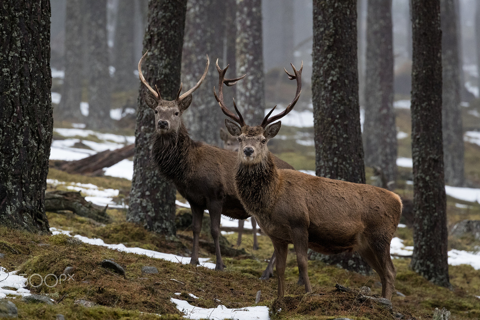 Canon EOS-1D X Mark II + Canon EF 100-400mm F4.5-5.6L IS II USM sample photo. Red deer stags photography