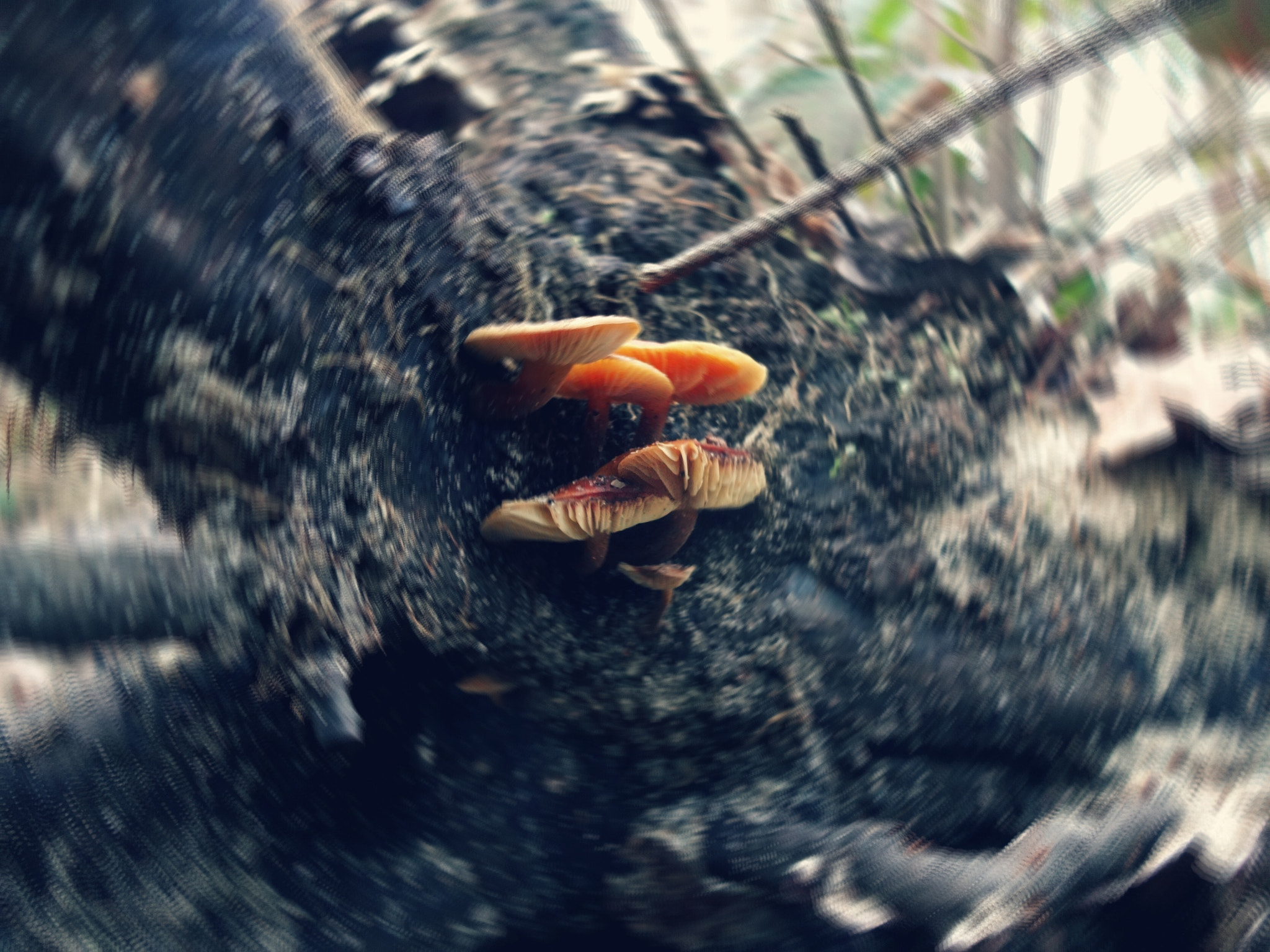 Sony Cyber-shot DSC-QX10 sample photo. Mushroom photography