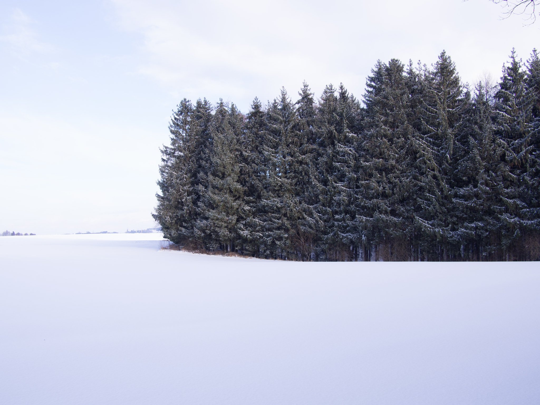 Olympus PEN E-PL5 + Panasonic Lumix G 20mm F1.7 ASPH sample photo. Snowy trees photography