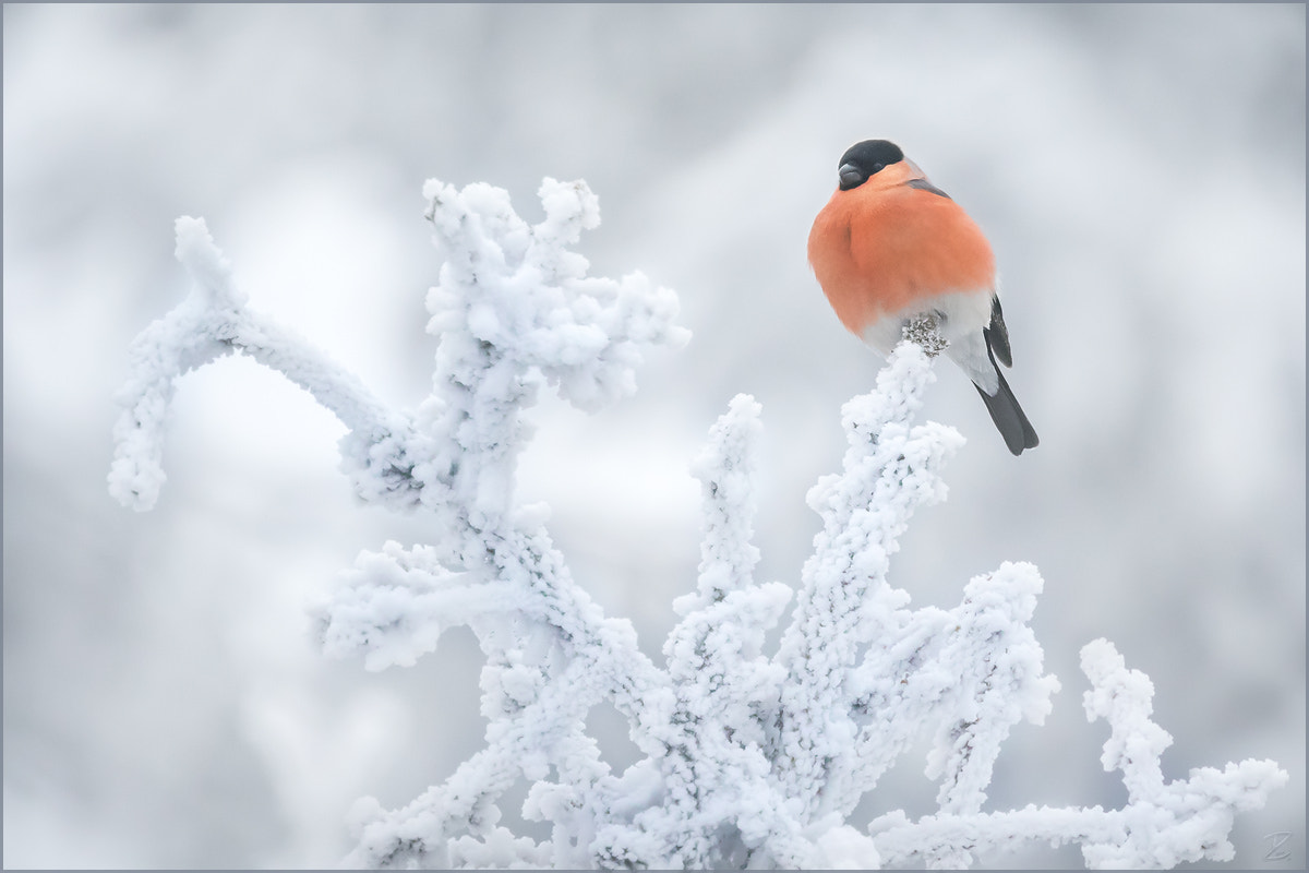 Canon EF 400mm F4 DO IS II USM sample photo. Gimpel in weiß - eurasian bullfinch in white photography
