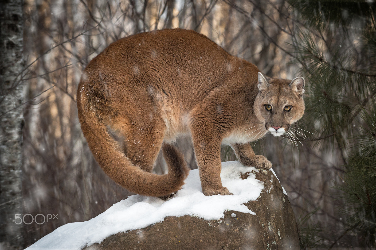 Nikon D4S sample photo. Cougar of the rock photography