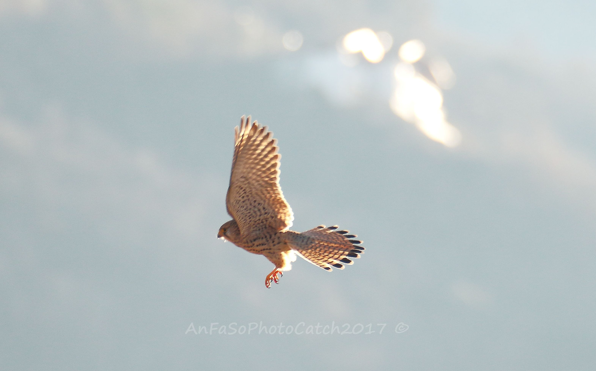 Sigma 150-600mm F5-6.3 DG OS HSM | S sample photo. Gheppio - falco tinnunculus photography