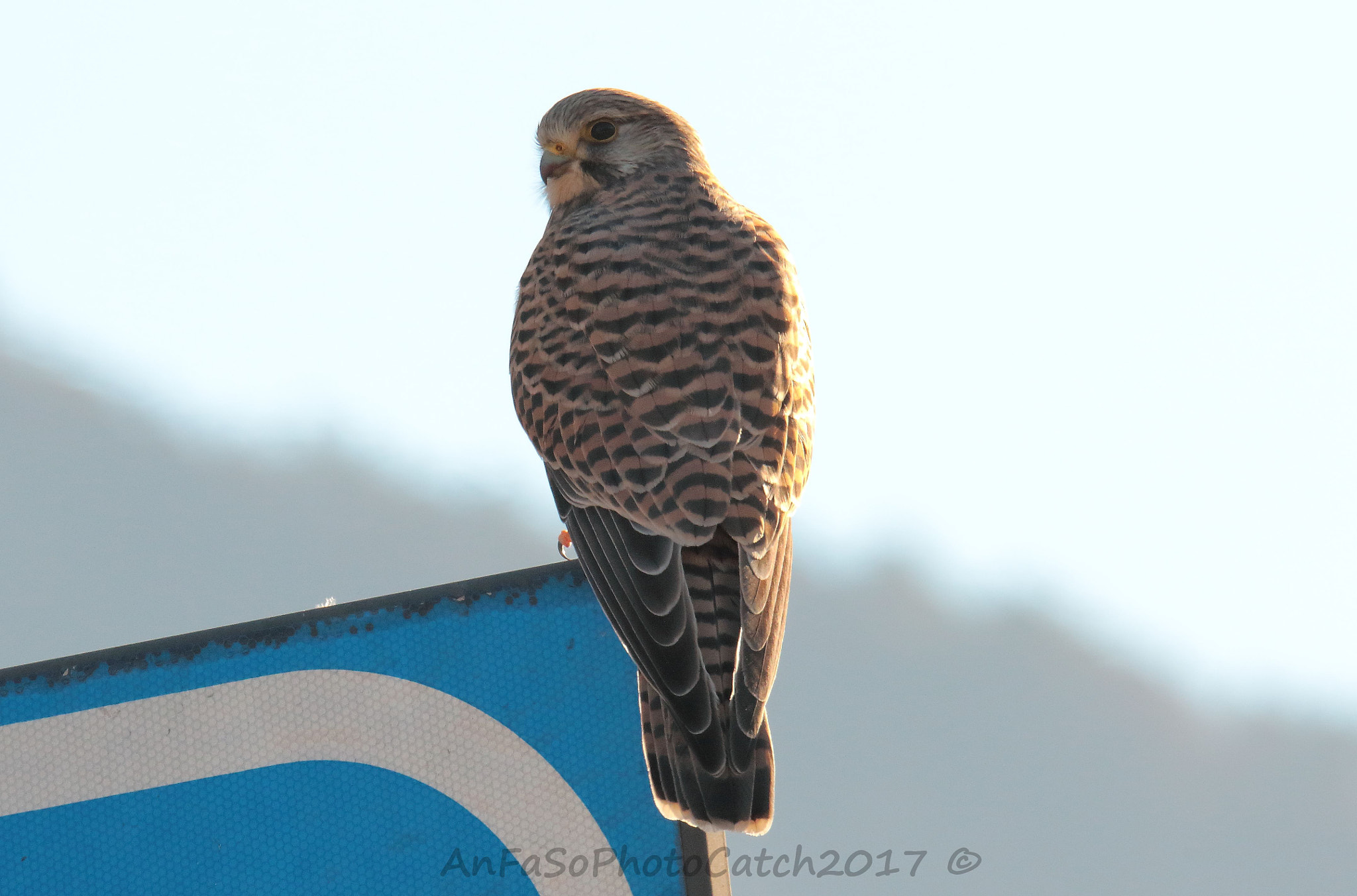 Sigma 150-600mm F5-6.3 DG OS HSM | S sample photo. Gheppio - falco tinnunculus photography