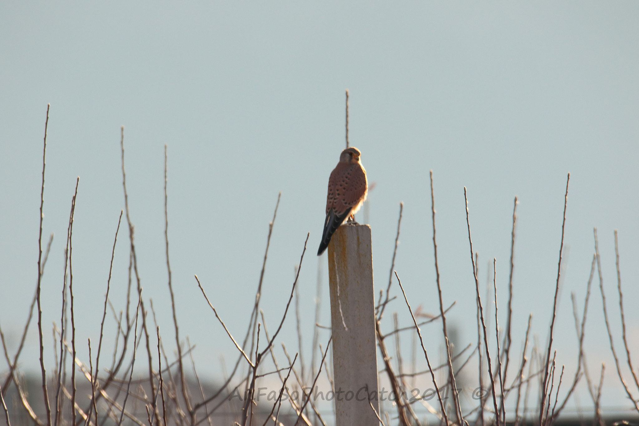 Sigma 150-600mm F5-6.3 DG OS HSM | S sample photo. Gheppio - falco tinnunculus photography