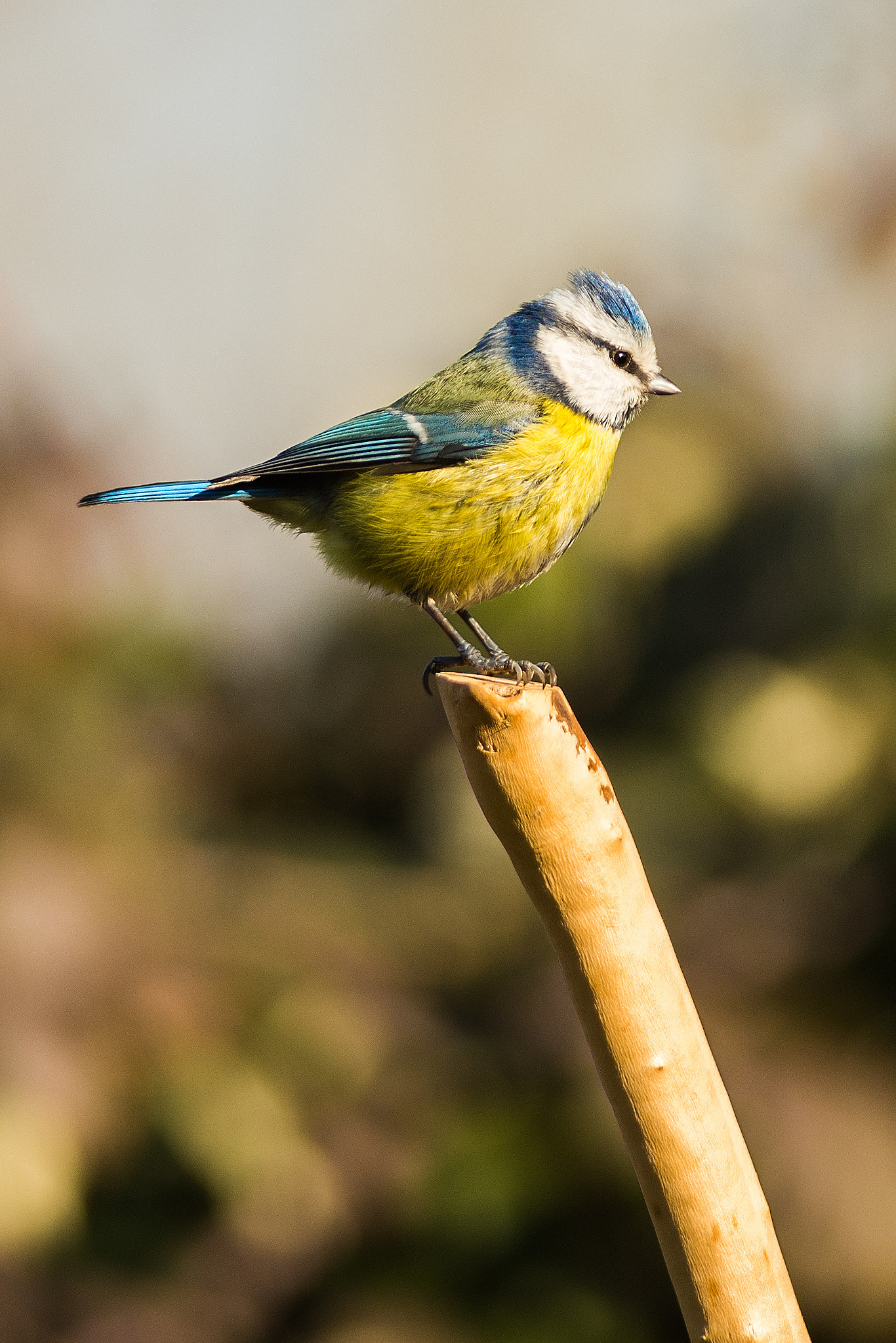 Nikon D7200 + Nikon AF-S Nikkor 300mm F4D ED-IF sample photo. Cinciarella photography